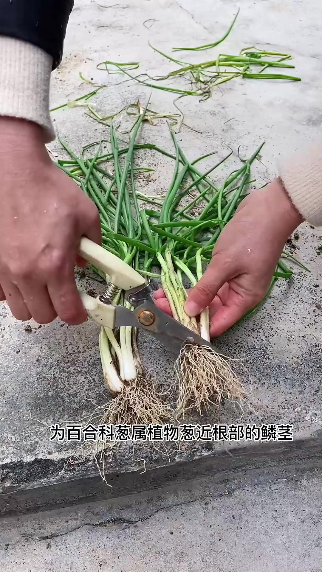 葱白为百合科葱属植物葱近根部的鳞茎