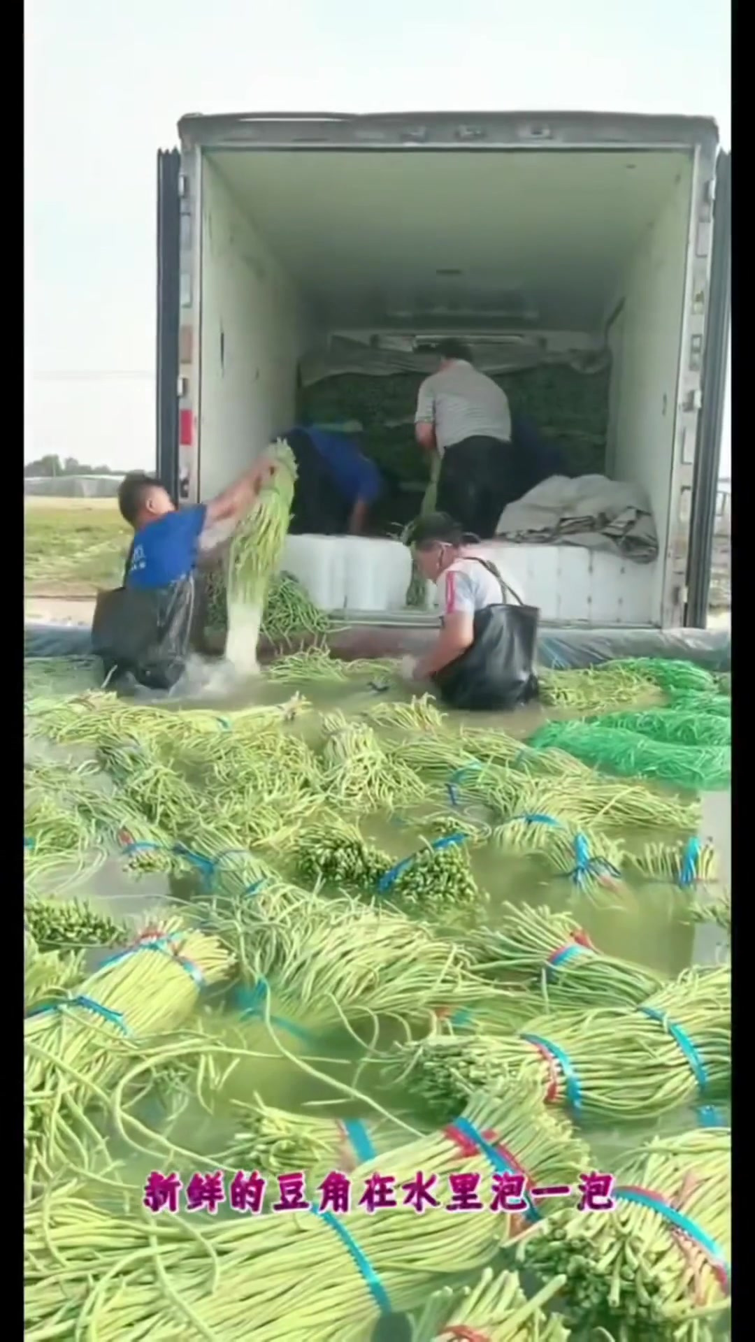 露营野餐带上它！野外蔬果检测全靠这支紫光灯