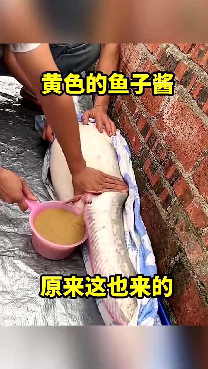 黄色的鱼子酱,原来这样来的!