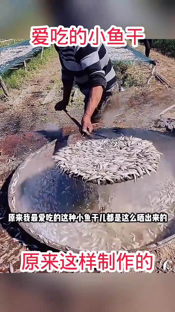 爱吃的小鱼干,原来这样制作的!