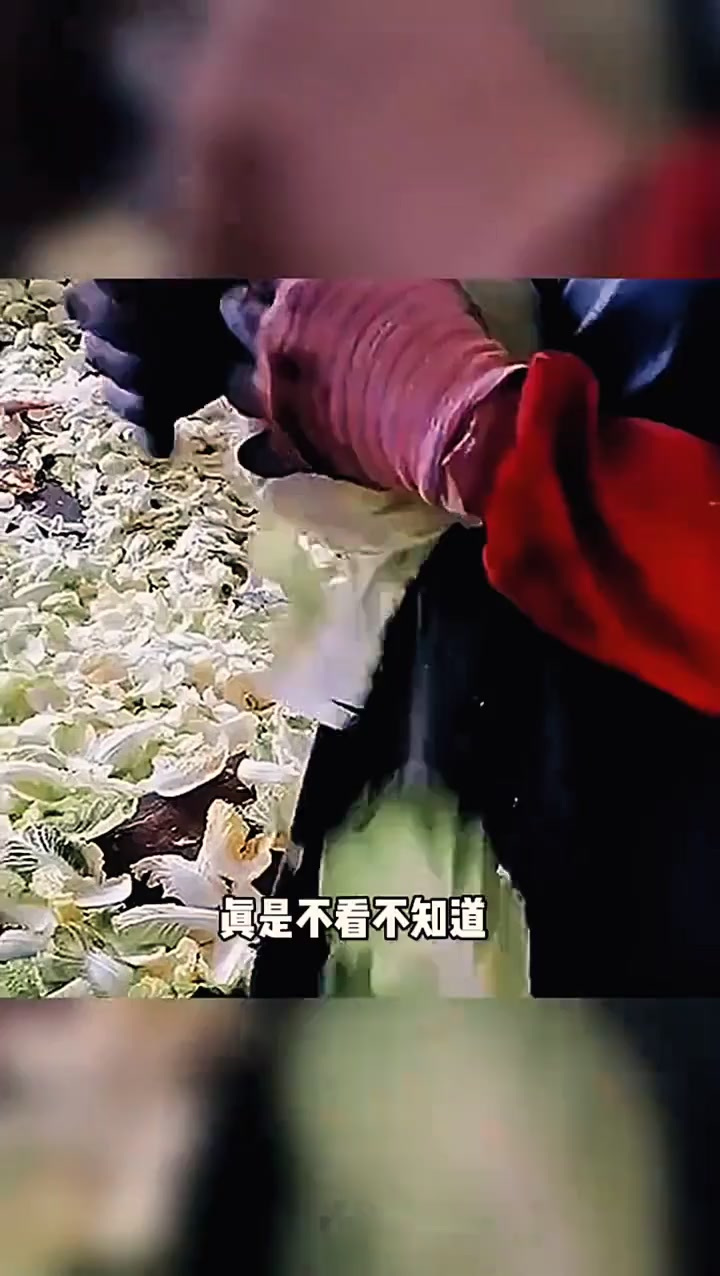 娃娃菜制作过程,长见识了