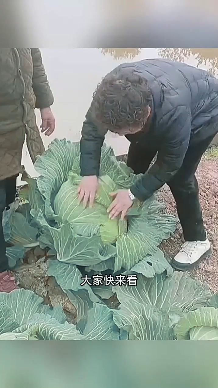 超大个白菜,这是什么品种!