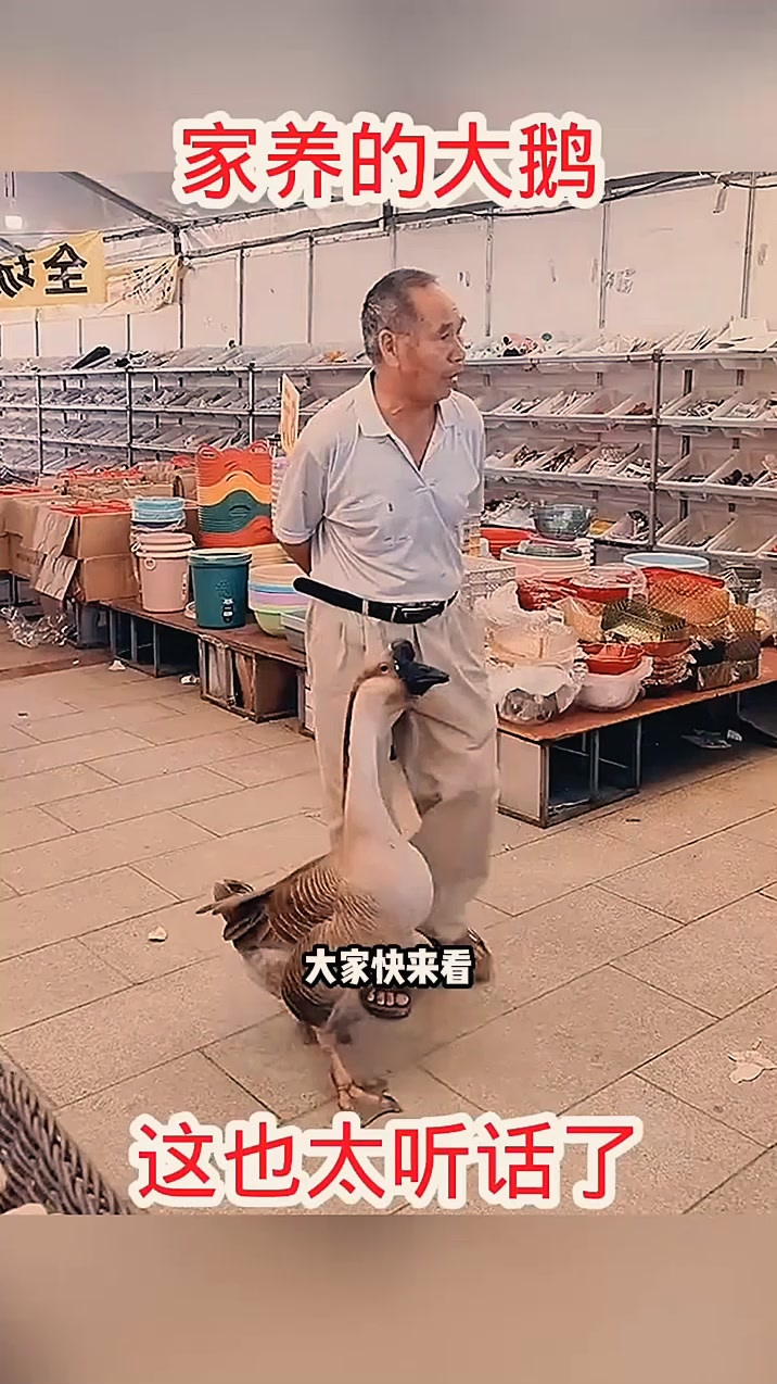 家养的大鹅,这也太听话了!