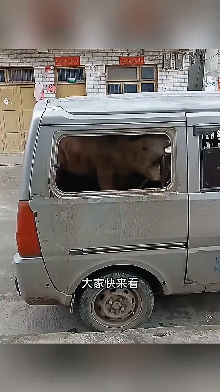 养了三百斤的猪,老表硬是拉走了!