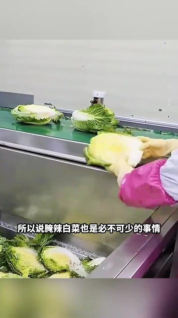 白菜丰收季,工厂腌辣白菜流程揭秘,辣椒酱中的白色成分引人好奇