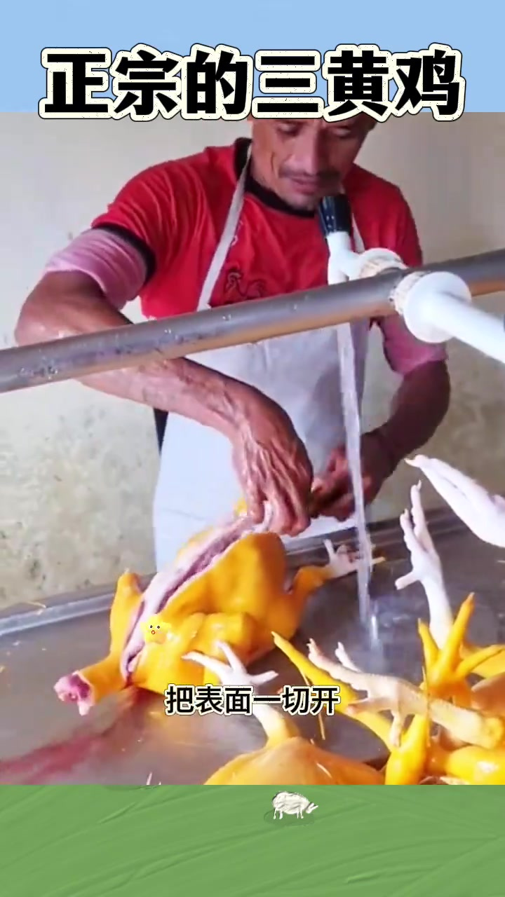 老外剁鸡揭秘:三黄鸡表面黄肉质鲜,背后原因引人好奇