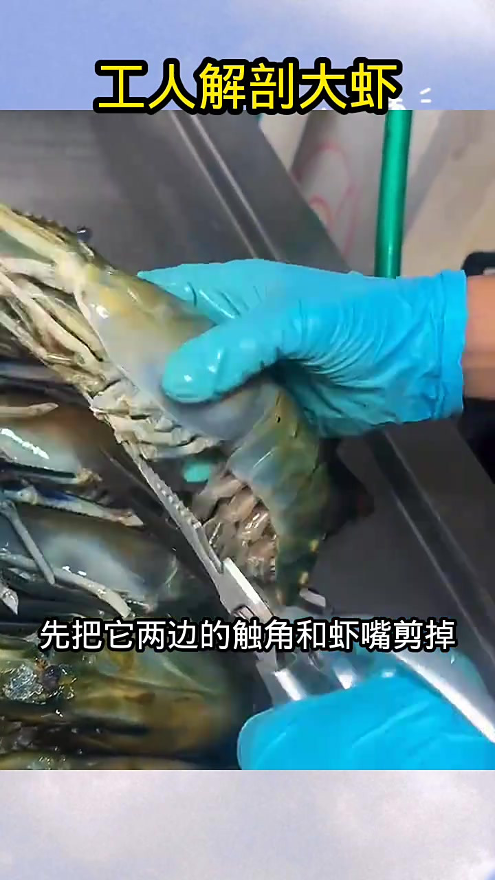 工人细致解剖大虾,展现鲜美虾肉的诱人过程