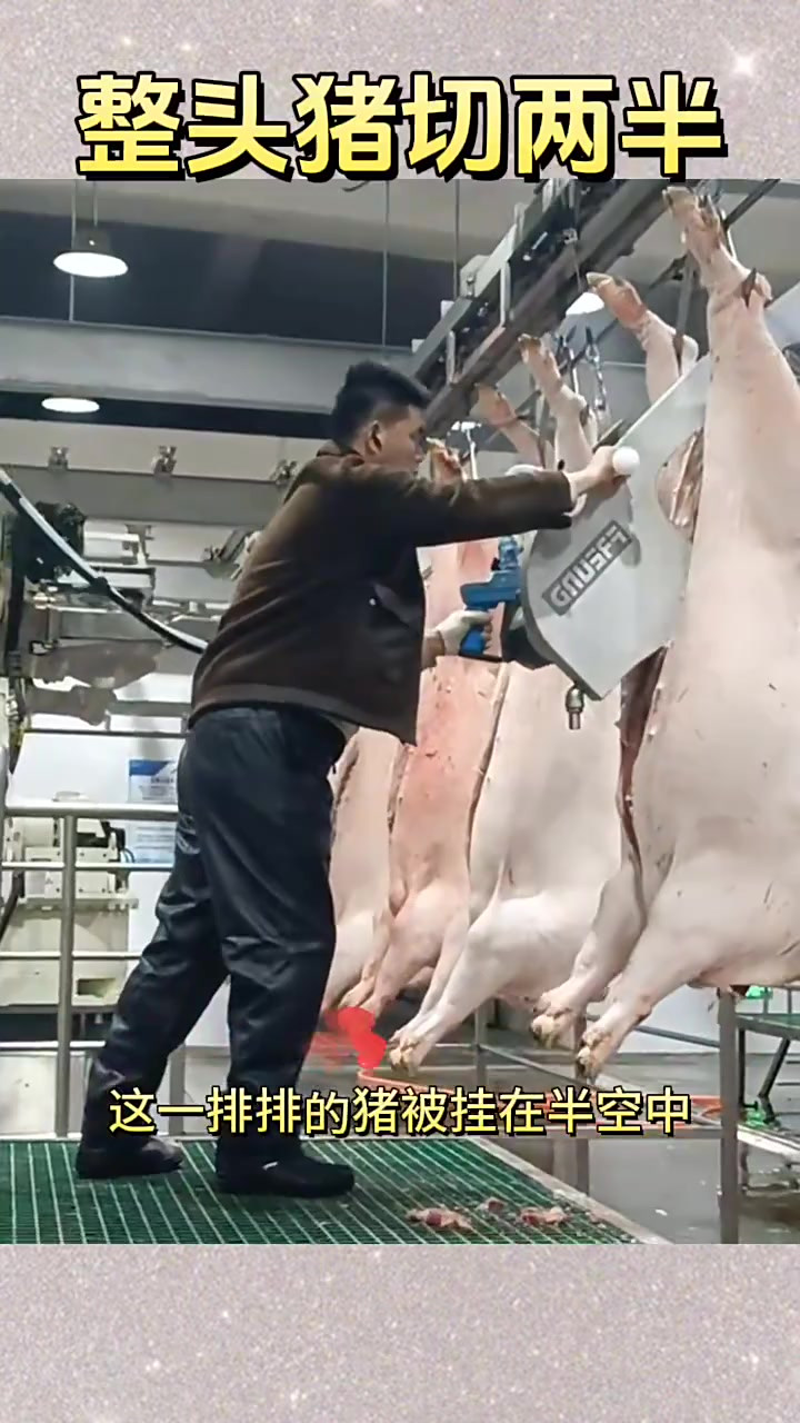 《猪肉加工现场:难以忽视的流水线细节》