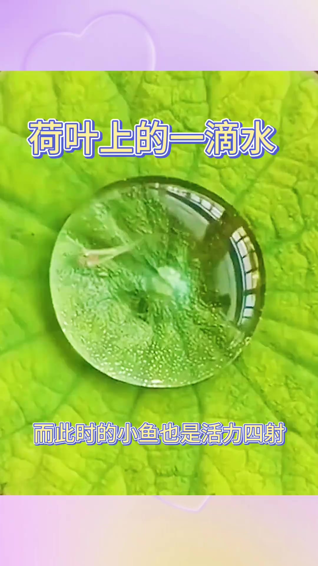荷叶上的水珠困住小鱼,展现自然奇妙景象
