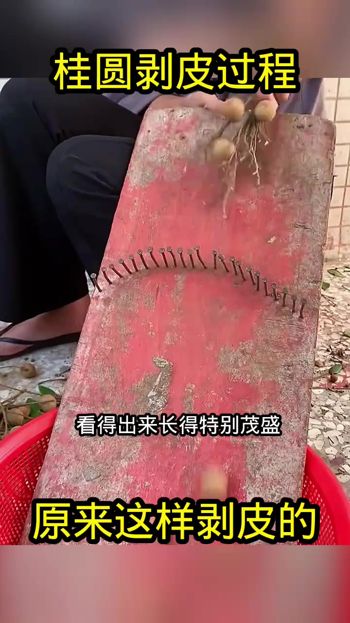 桂圆剥皮过程,原来这样剥皮的!