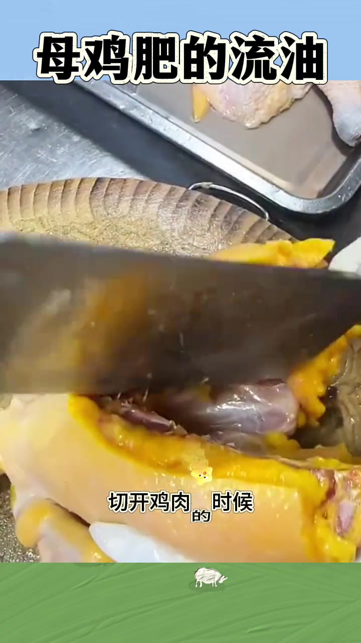 五年精心养殖的三黄鸡,切开满满黄油,真是难得的美味!