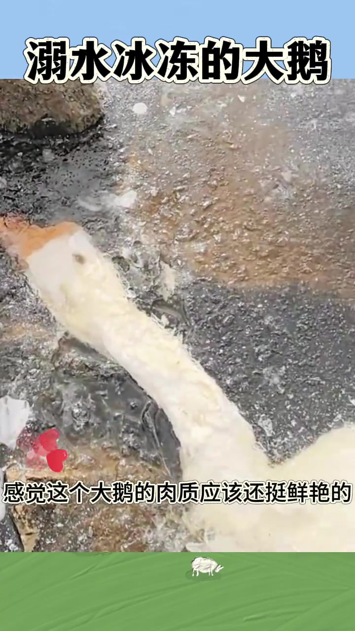 溺水冰冻的大鹅,这肉能吃吗
