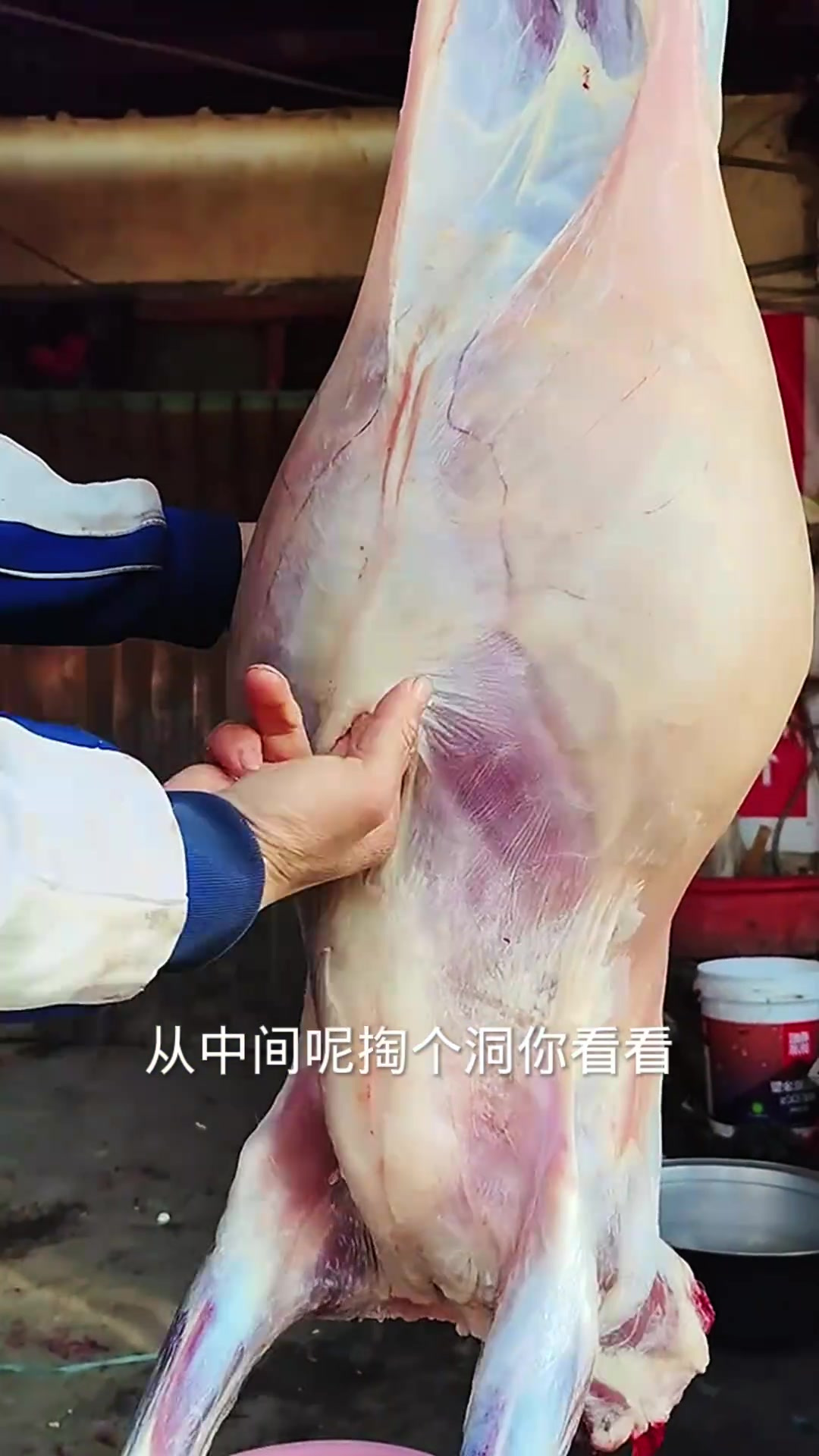 揭秘分割羊的技巧:如何轻松搞定羊肉处理法!