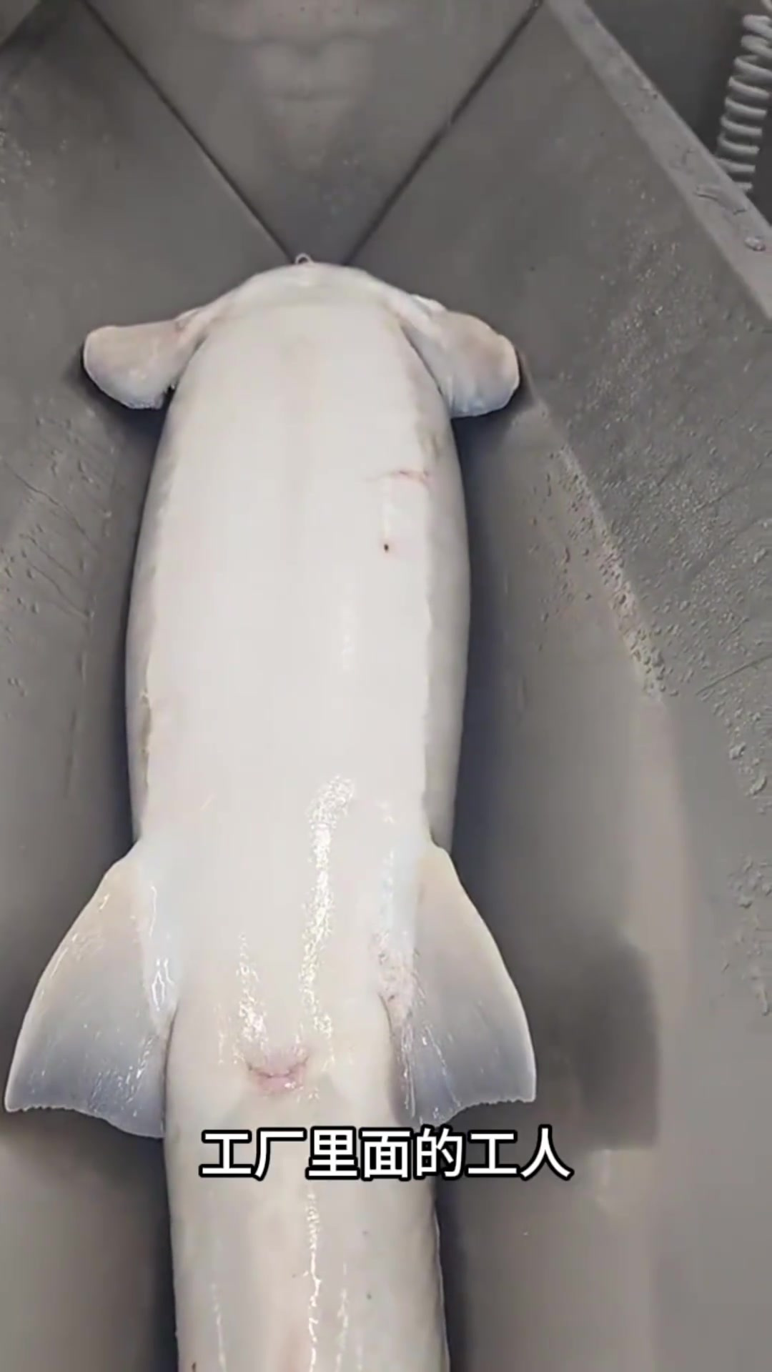 探秘鱼子酱:工人如何从鲟鱼肚取鱼籽,保存生命的可能性何在?