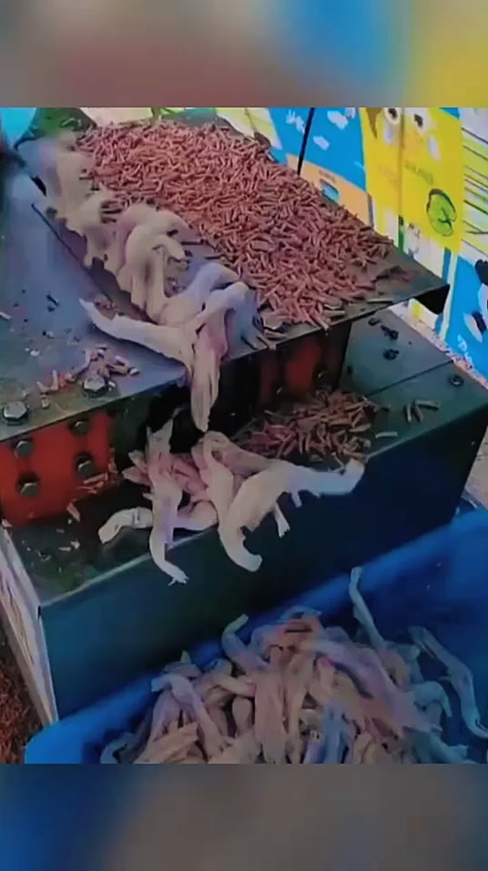 鸡爪去骨,真是长见识了!