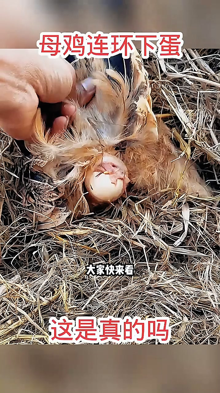 母鸡连环下蛋,这是真的吗!