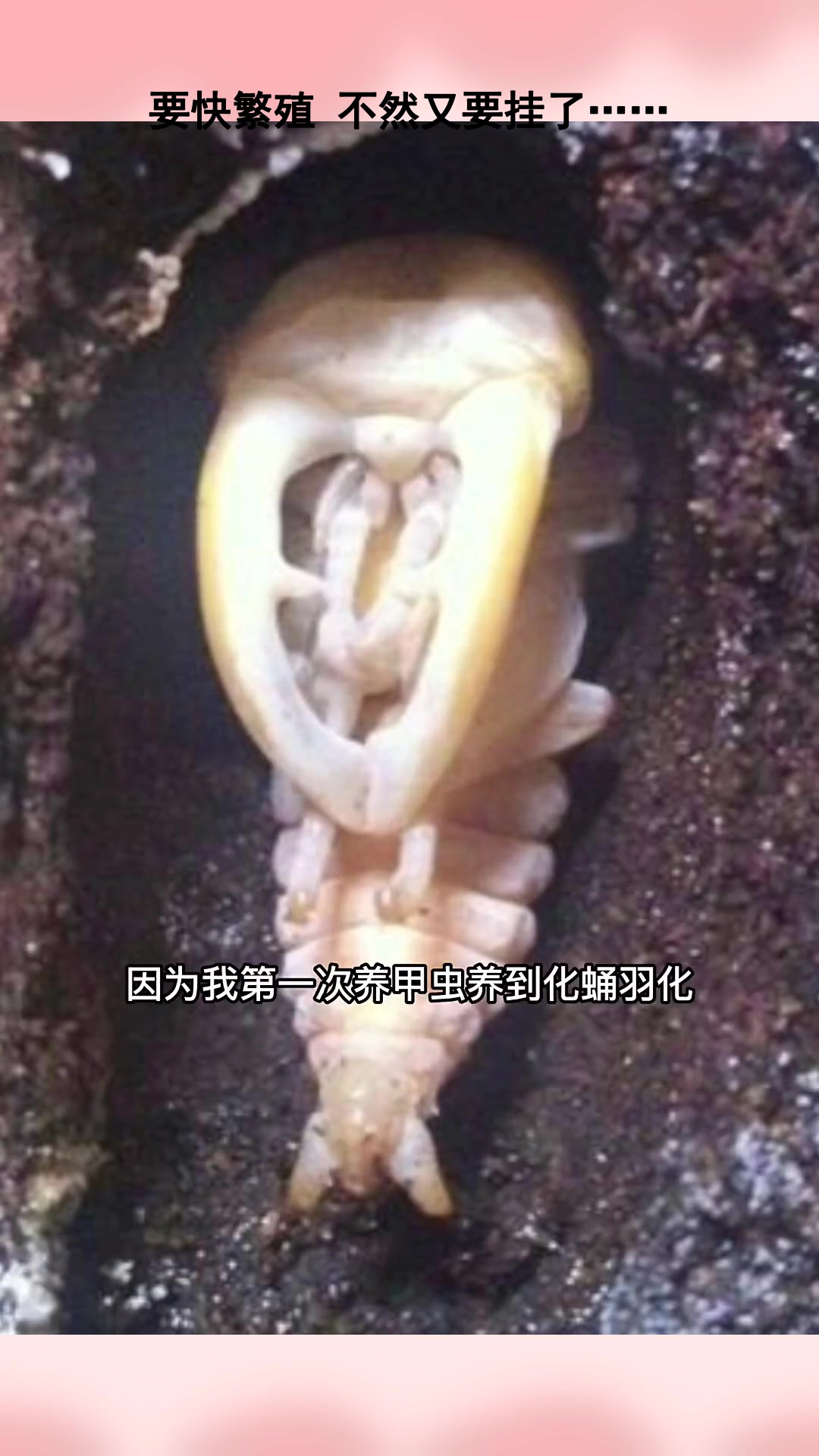 要快繁殖 不然又要挂了……