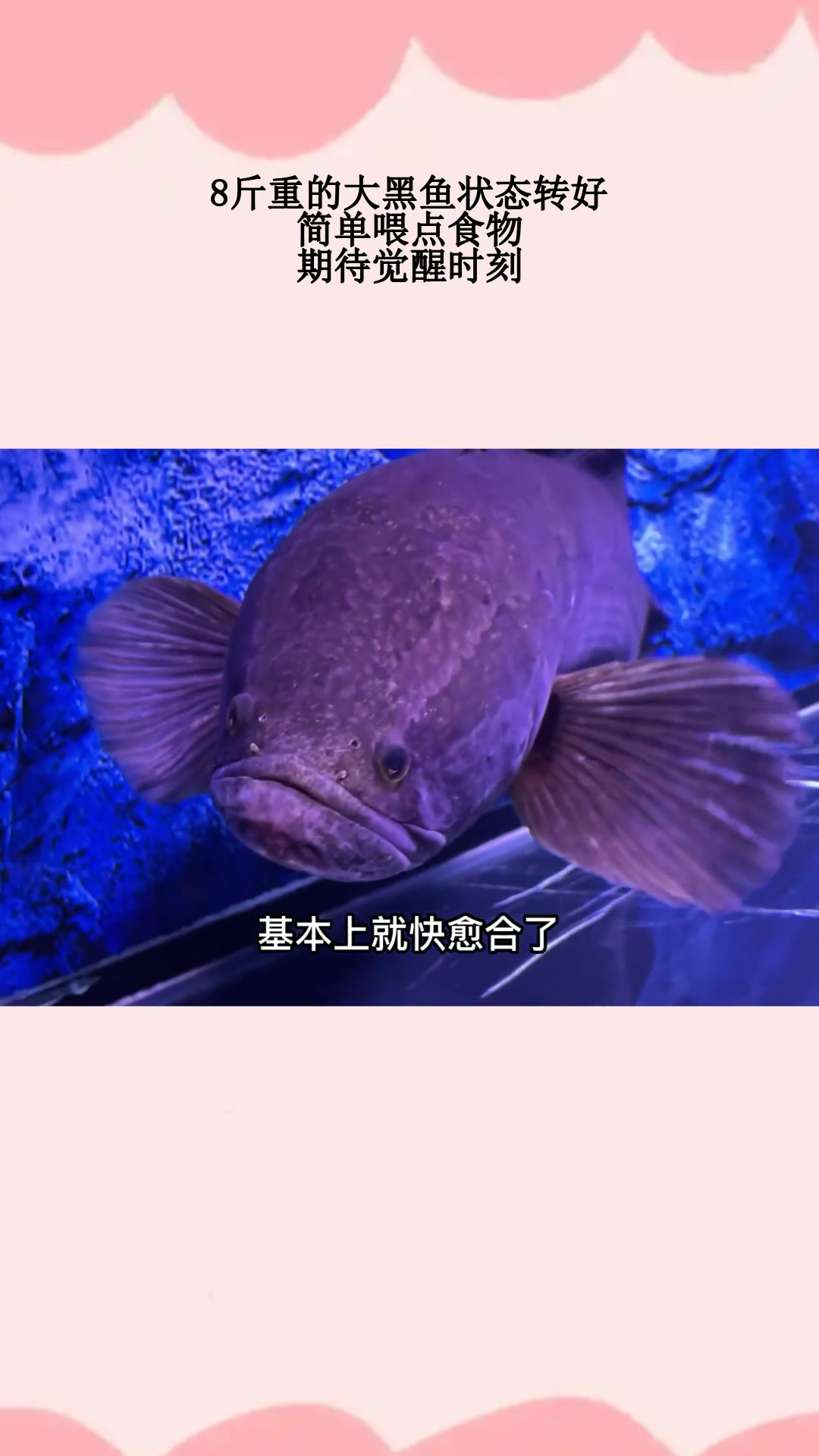 8斤重的大黑鱼状态转好,简单喂点食物,期待觉醒时刻