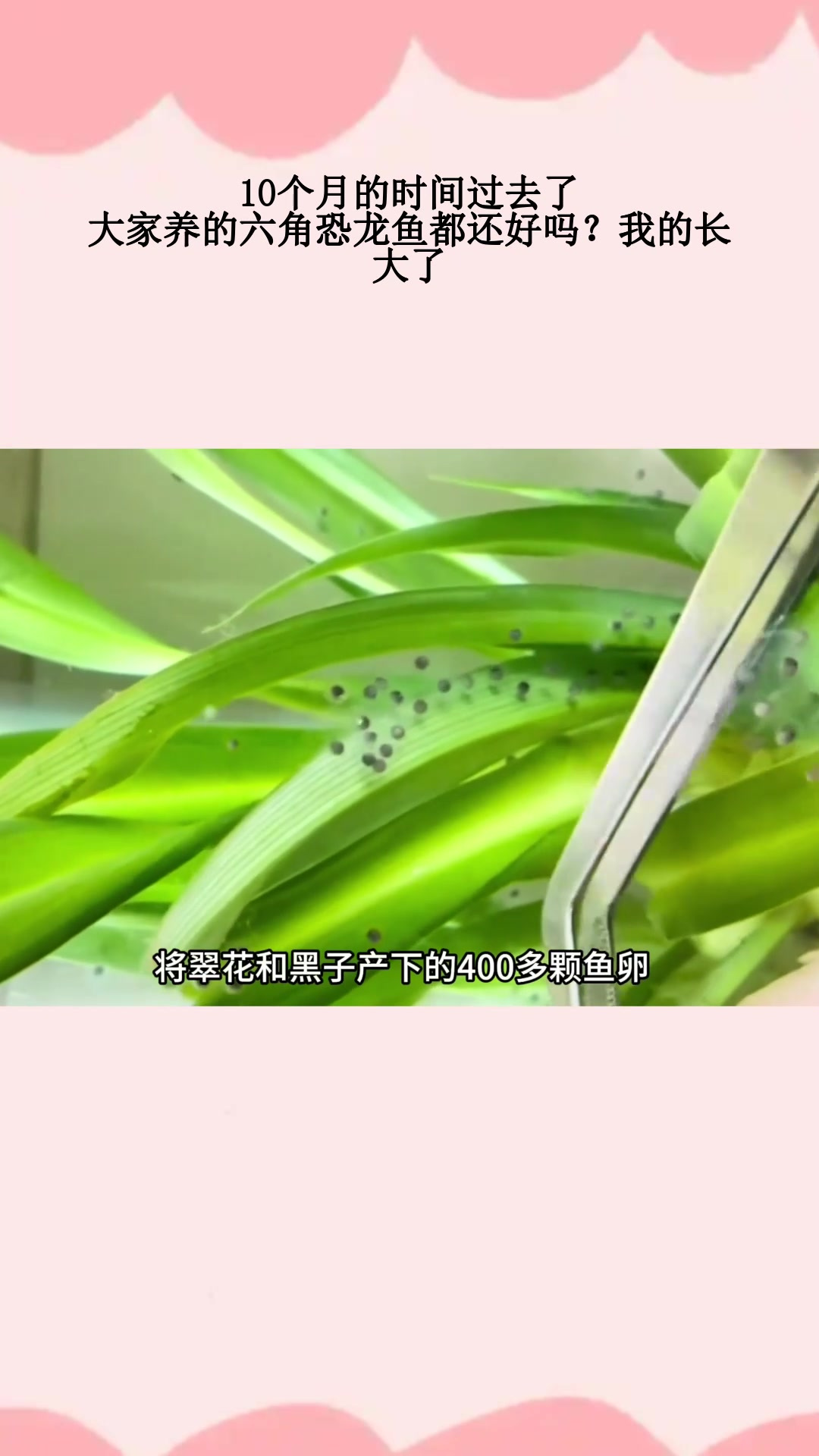 10个月的时间过去了,大家养的六角恐龙鱼都还好吗?我的长大了