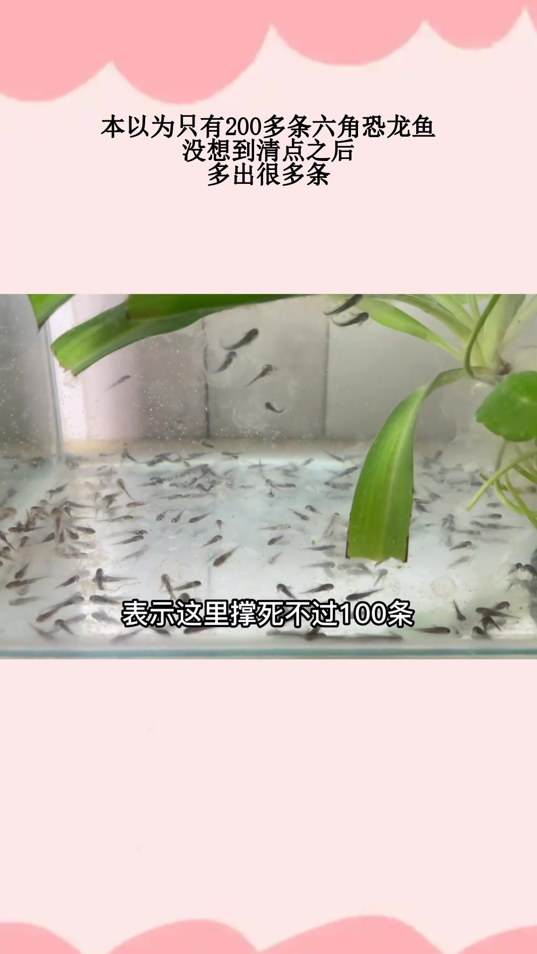 本以为只有200多条六角恐龙鱼,没想到清点之后,多出很多条