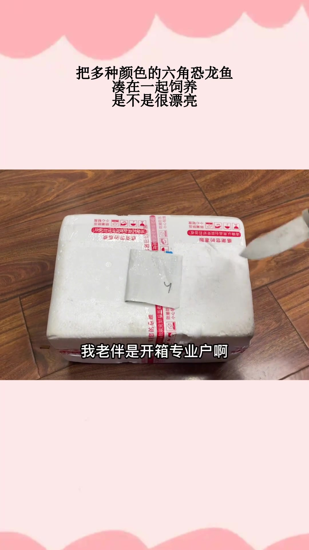 把多种颜色的六角恐龙鱼,凑在一起饲养,是不是很漂亮
