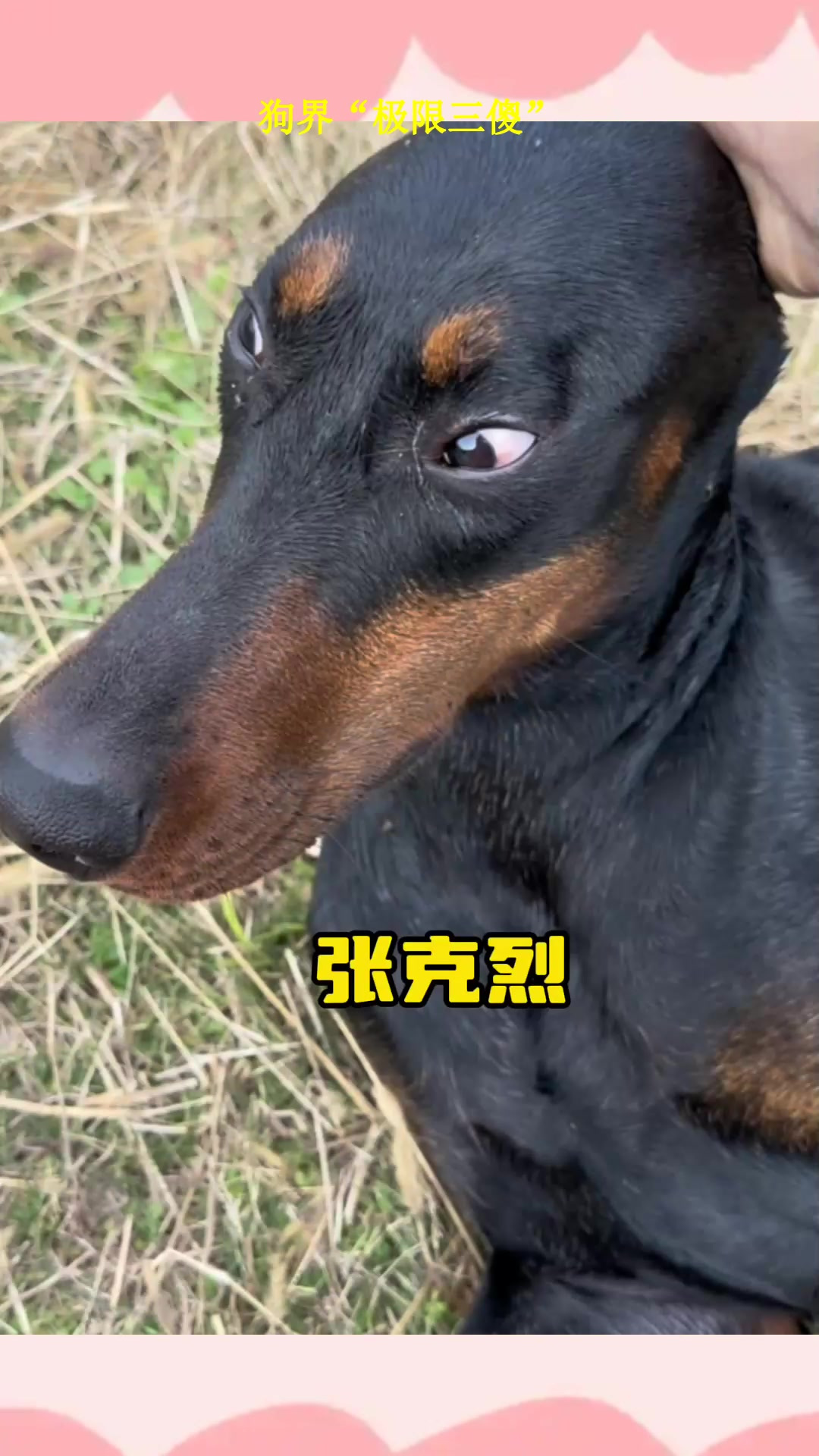 狗界“极限三傻”