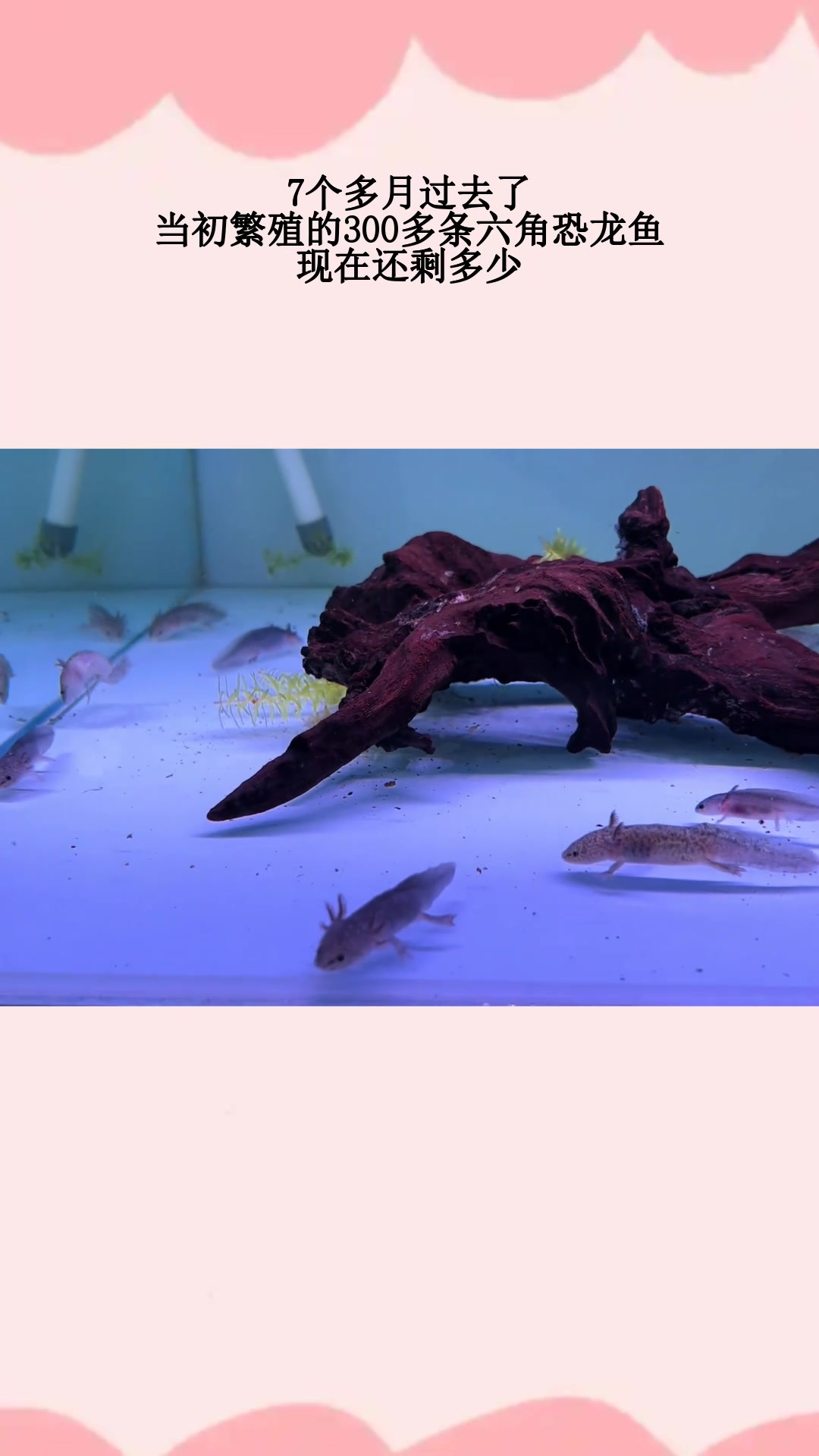 7个多月过去了,当初繁殖的300多条六角恐龙鱼,现在还剩多少