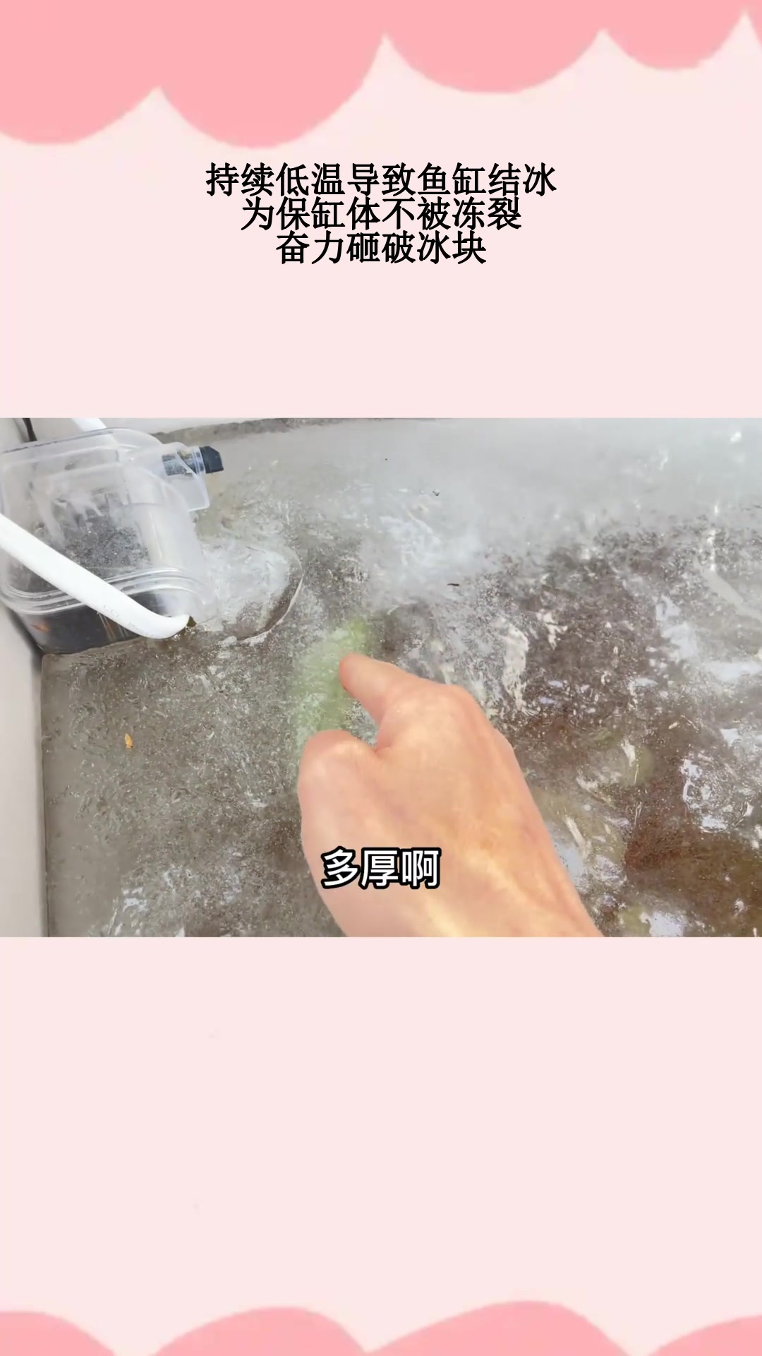 持续低温导致鱼缸结冰,为保缸体不被冻裂,奋力砸破冰块