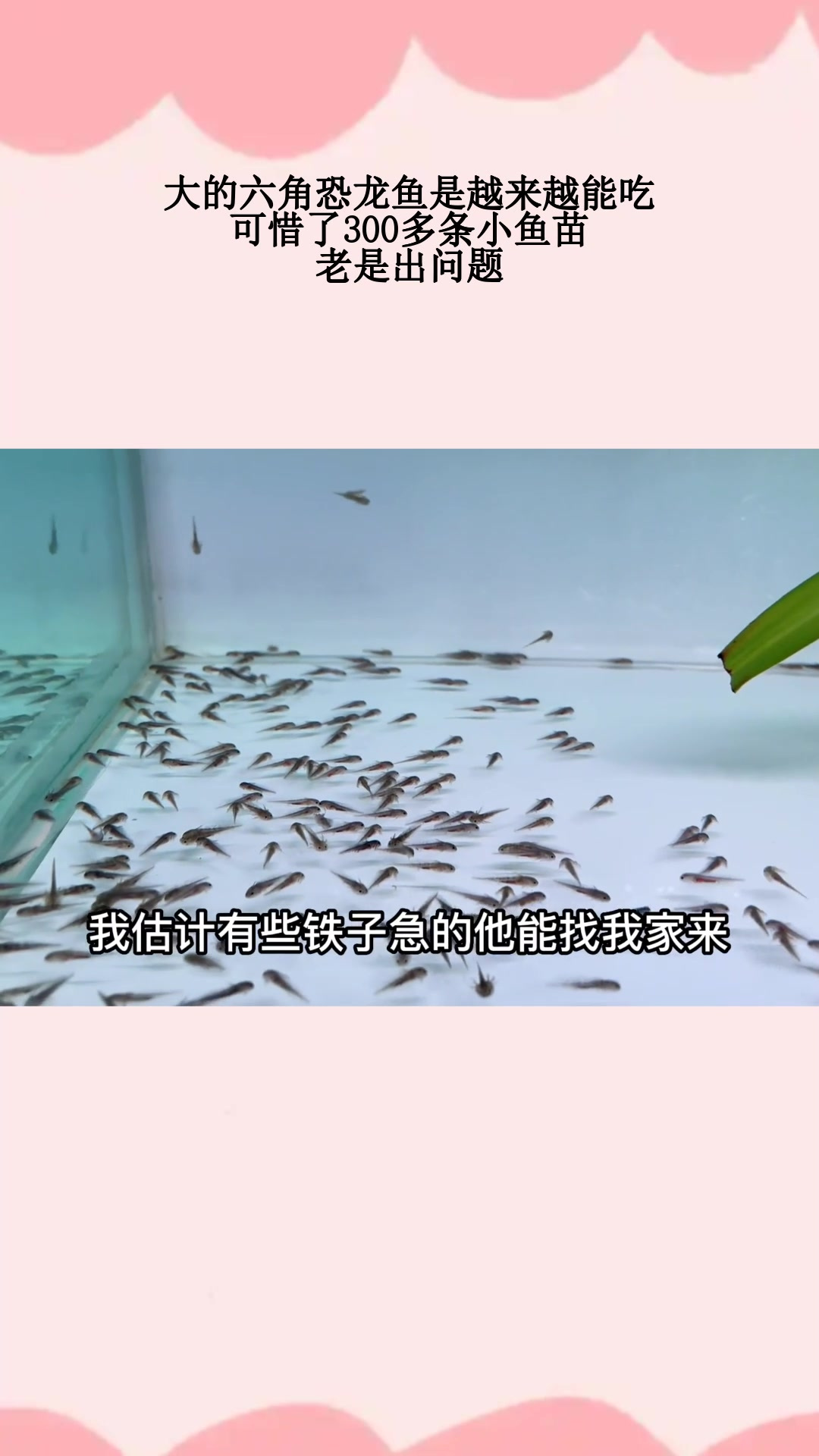 大的六角恐龙鱼是越来越能吃,可惜了300多条小鱼苗,老是出问题