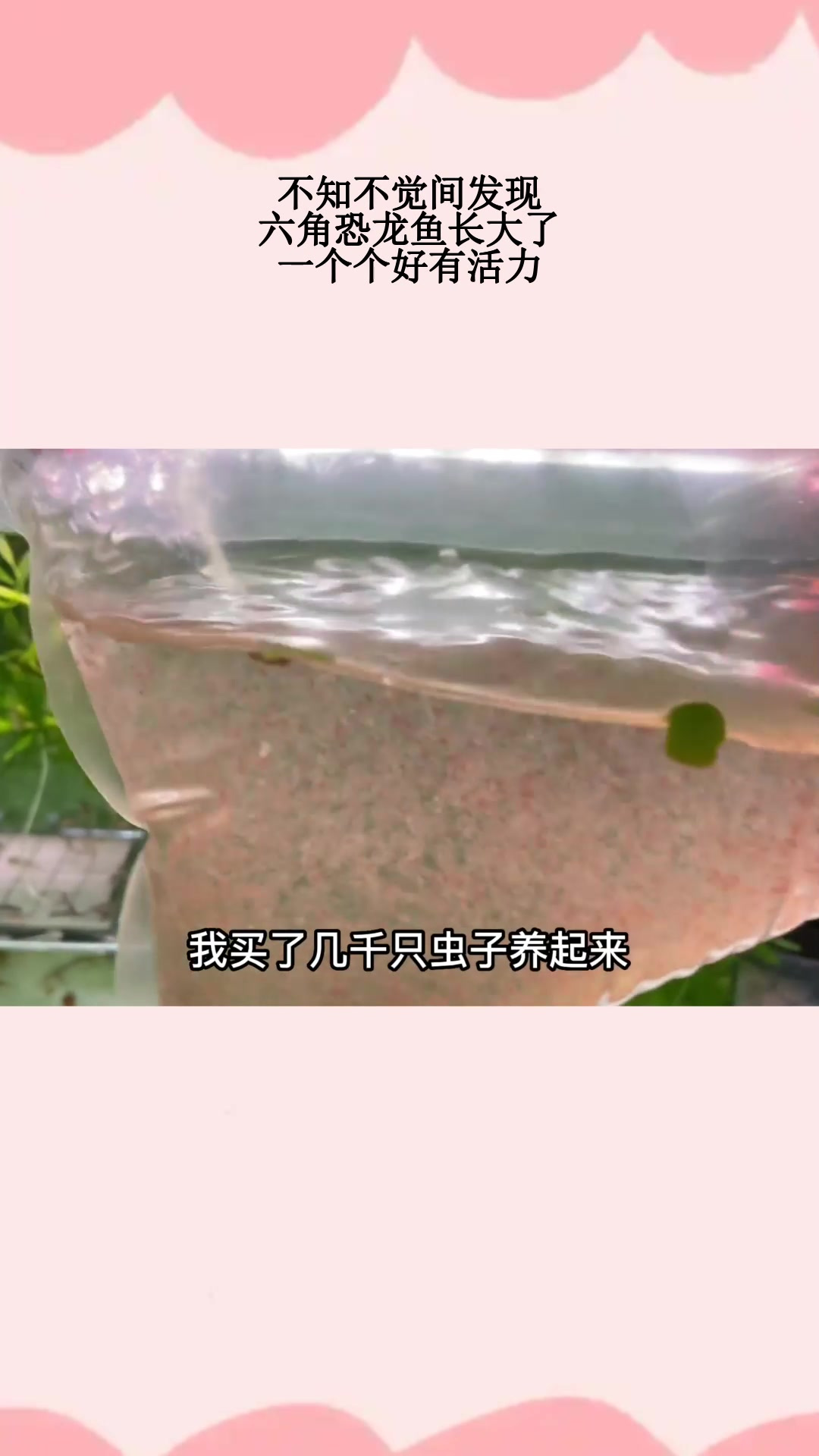 不知不觉间发现,六角恐龙鱼长大了,一个个好有活力