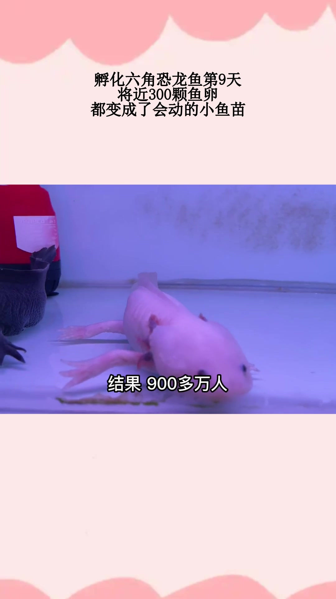 孵化六角恐龙鱼第9天,将近300颗鱼卵,都变成了会动的小鱼苗