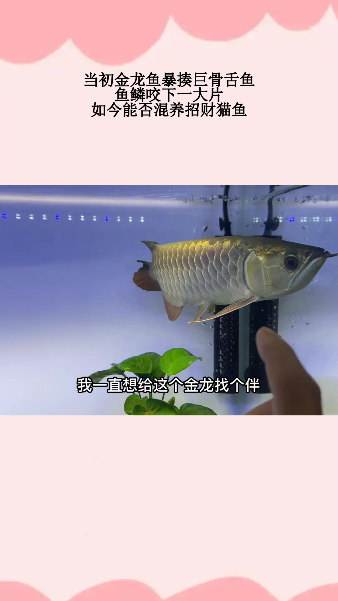 当初金龙鱼暴揍巨骨舌鱼,鱼鳞咬下一大片,如今能否混养招财猫鱼