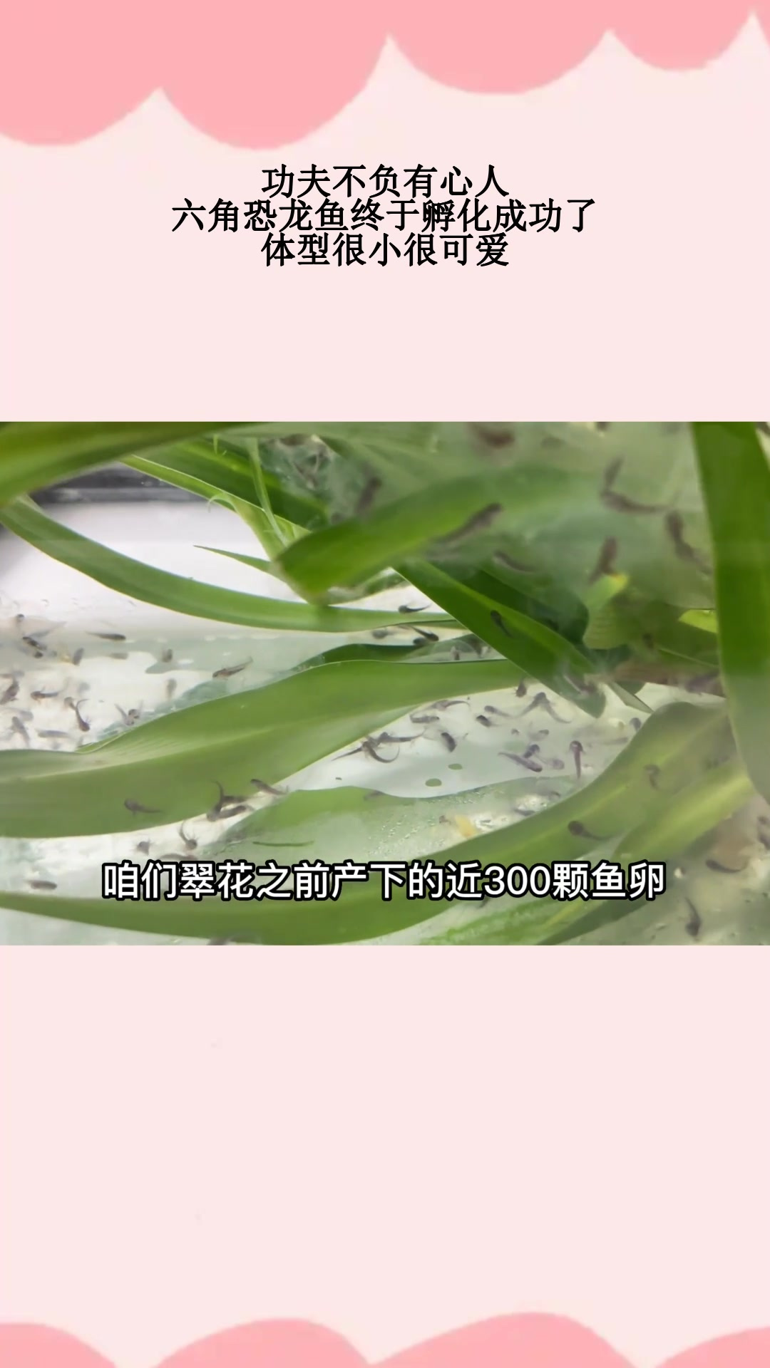 功夫不负有心人,六角恐龙鱼终于孵化成功了,体型很小很可爱