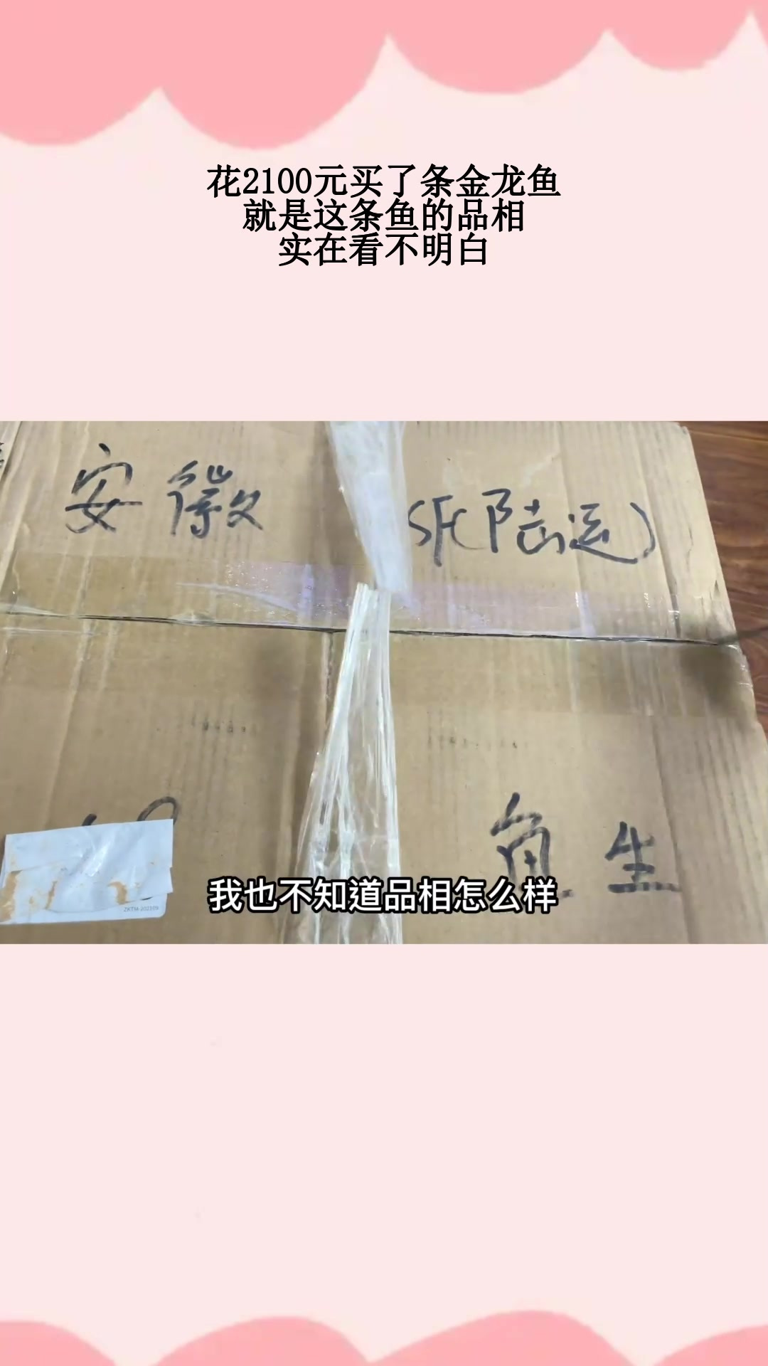 花2100元买了条金龙鱼,就是这条鱼的品相,实在看不明白
