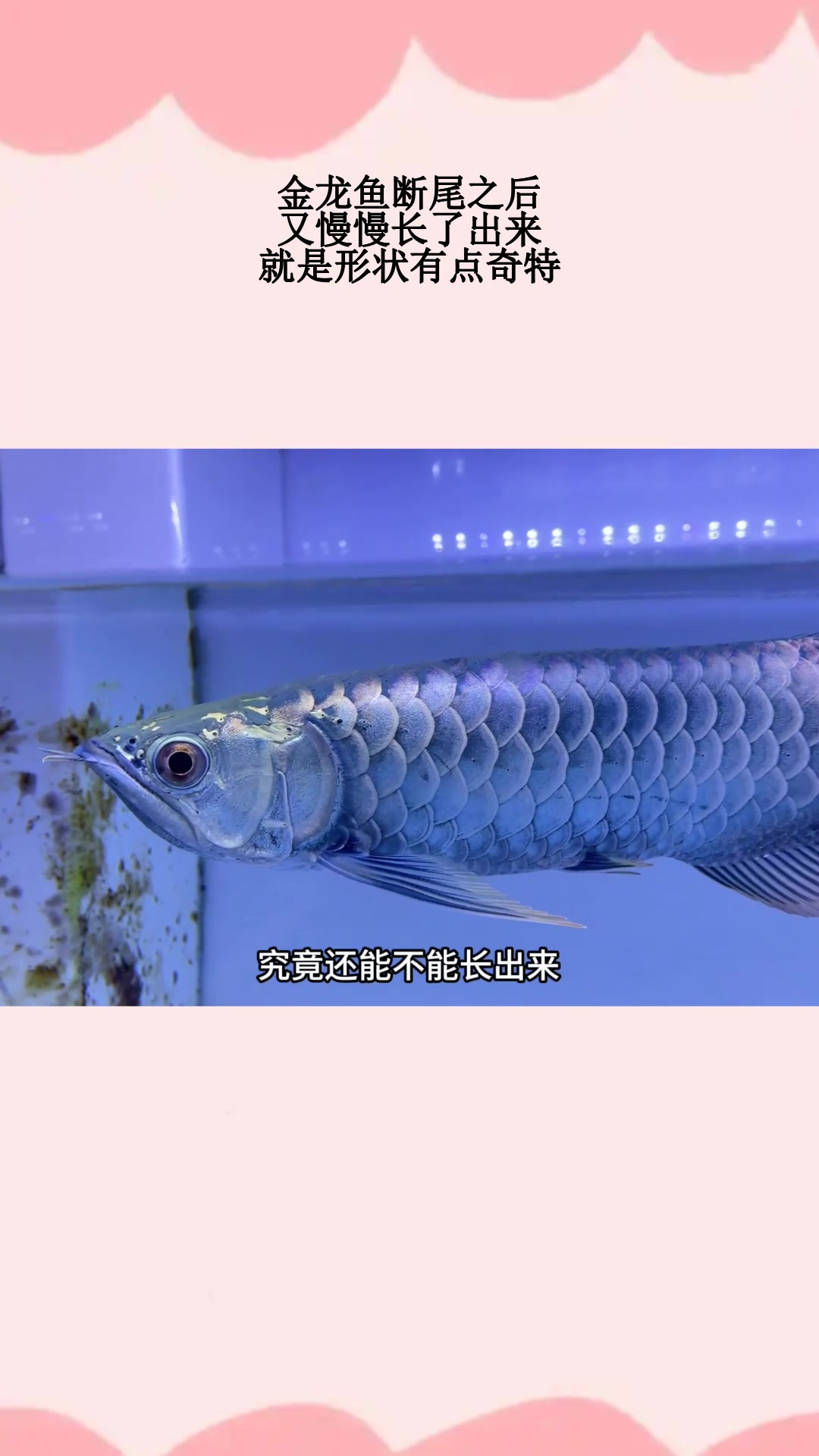 金龙鱼断尾之后,又慢慢长了出来,就是形状有点奇特
