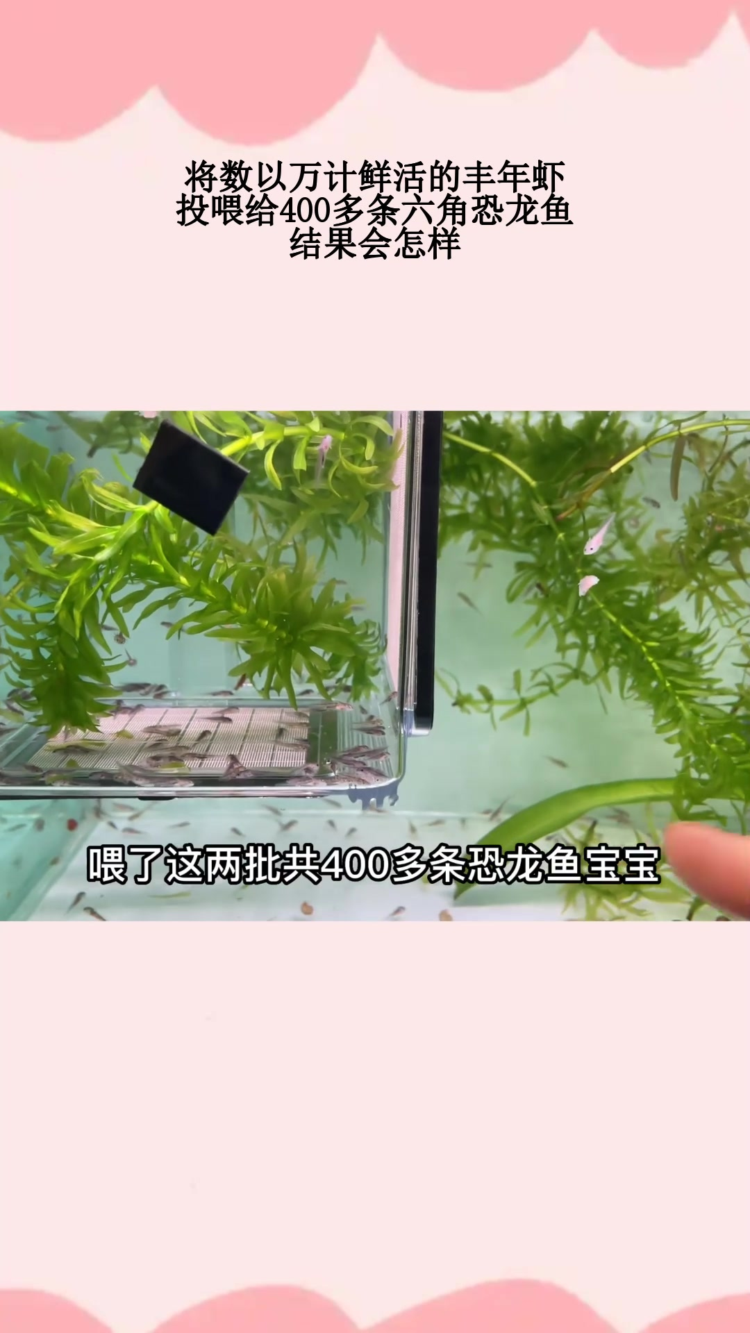 将数以万计鲜活的丰年虾,投喂给400多条六角恐龙鱼,结果会怎样