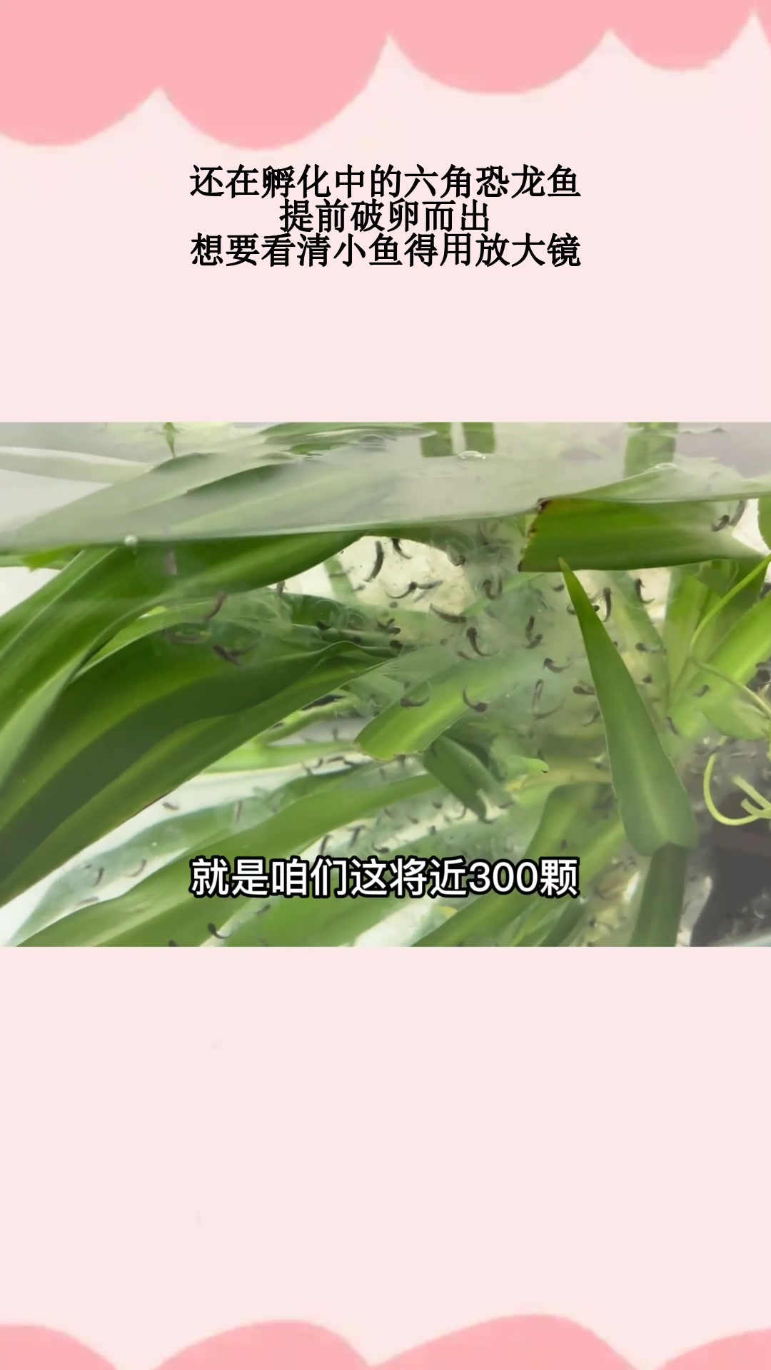 还在孵化中的六角恐龙鱼,提前破卵而出,想要看清小鱼得用放大镜