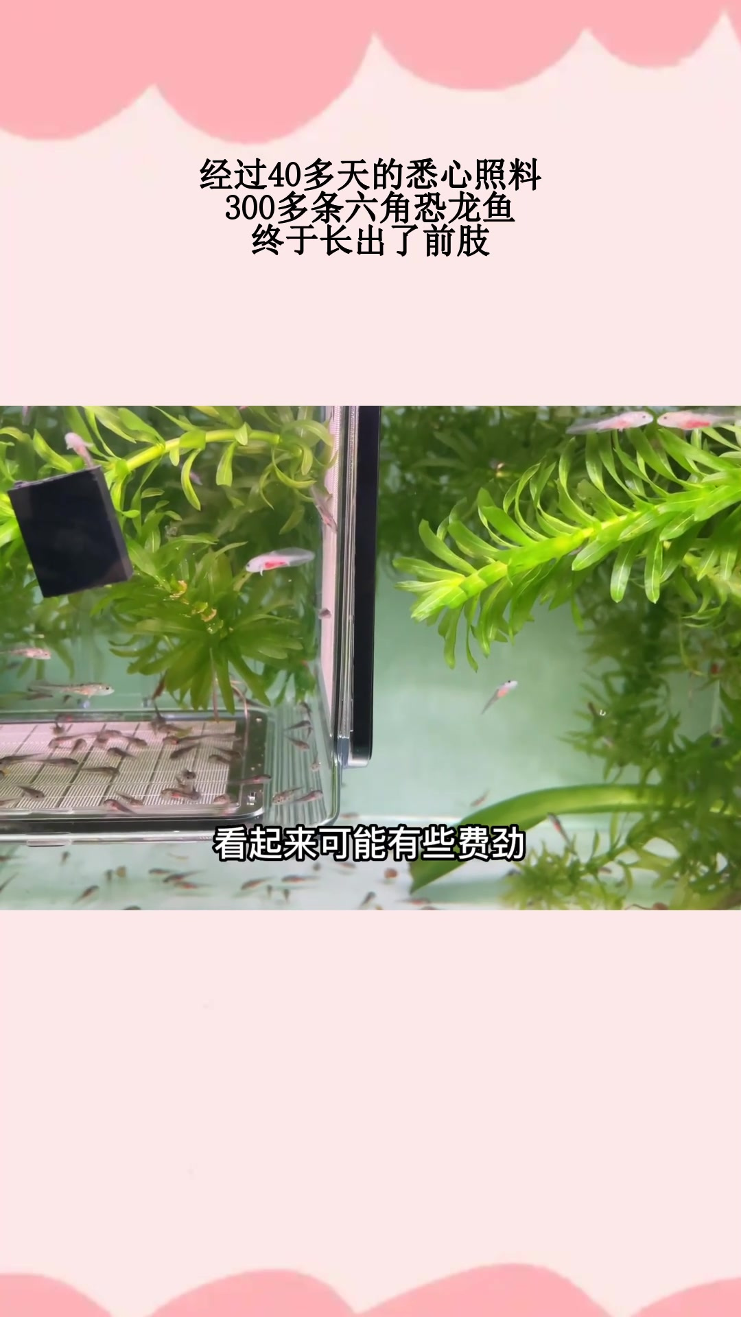 经过40多天的悉心照料,300多条六角恐龙鱼,终于长出了前肢