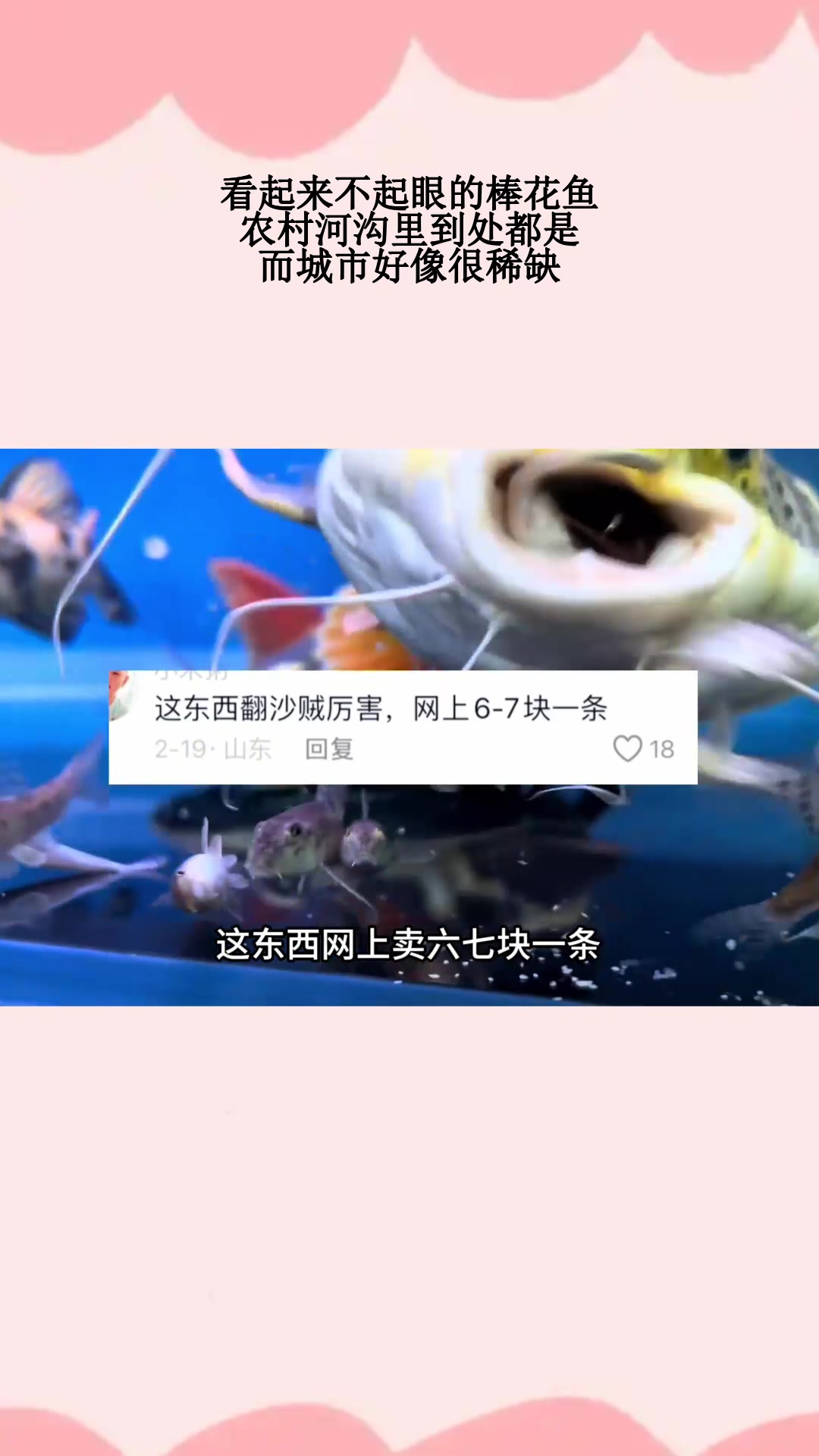 看起来不起眼的棒花鱼,农村河沟里到处都是,而城市好像很稀缺
