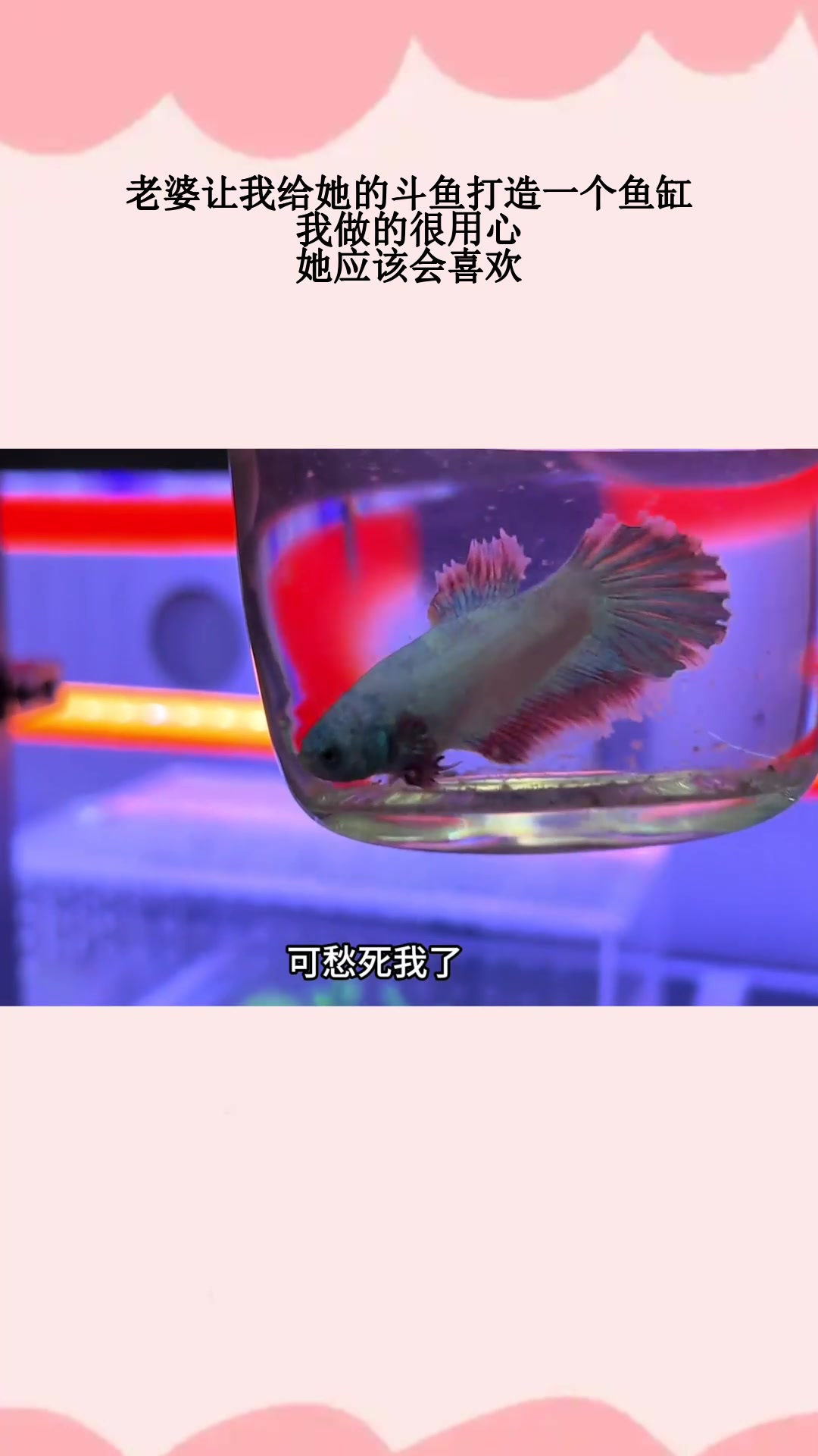 老婆让我给她的斗鱼打造一个鱼缸,我做的很用心,她应该会喜欢