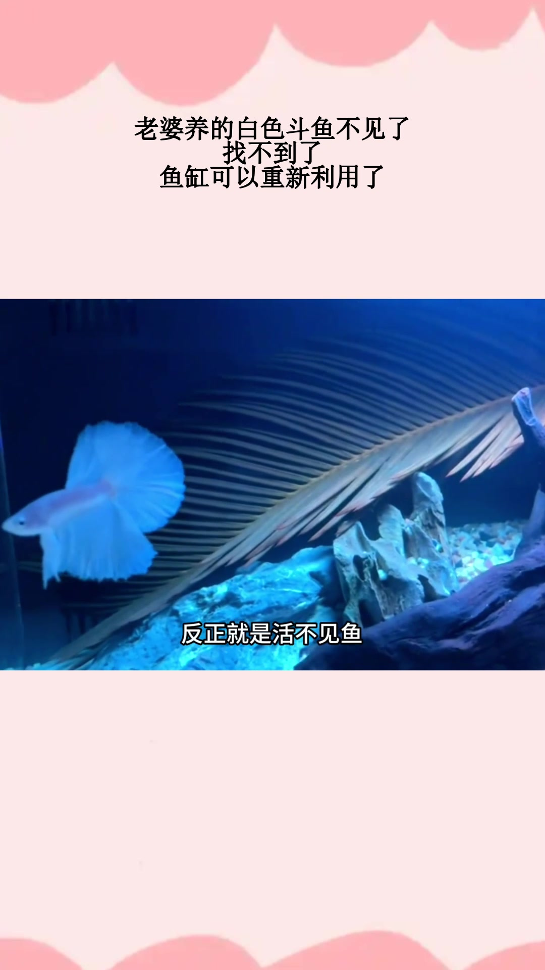 老婆养的白色斗鱼不见了,找不到了,鱼缸可以重新利用了
