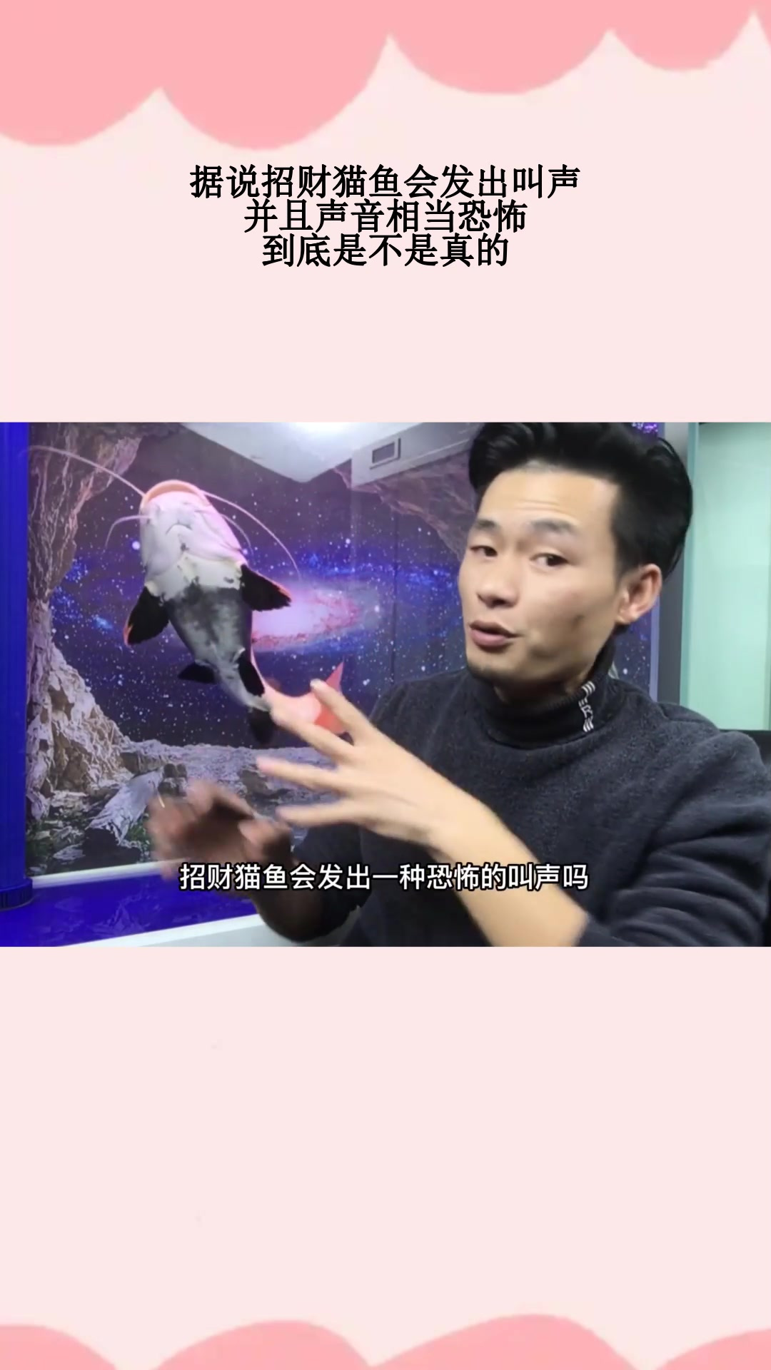据说招财猫鱼会发出叫声,并且声音相当恐怖,到底是不是真的