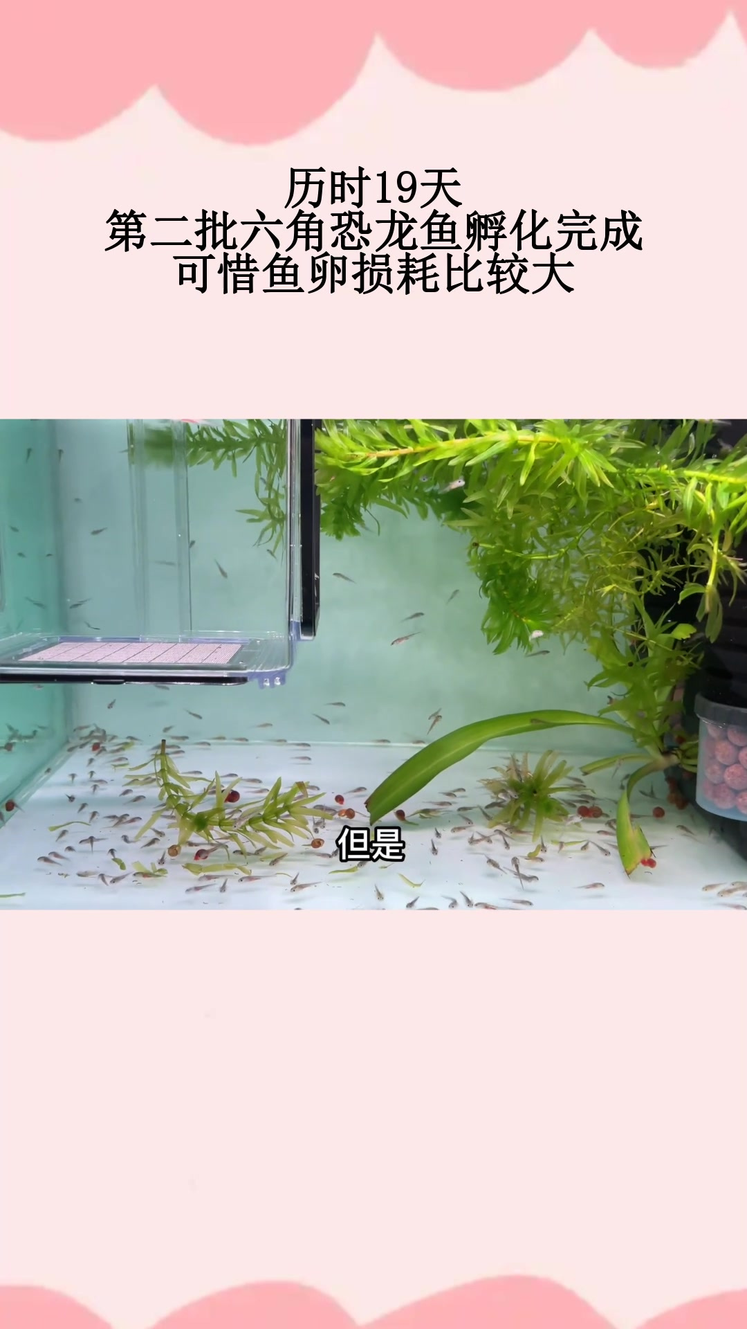 历时19天,第二批六角恐龙鱼孵化完成,可惜鱼卵损耗比较大