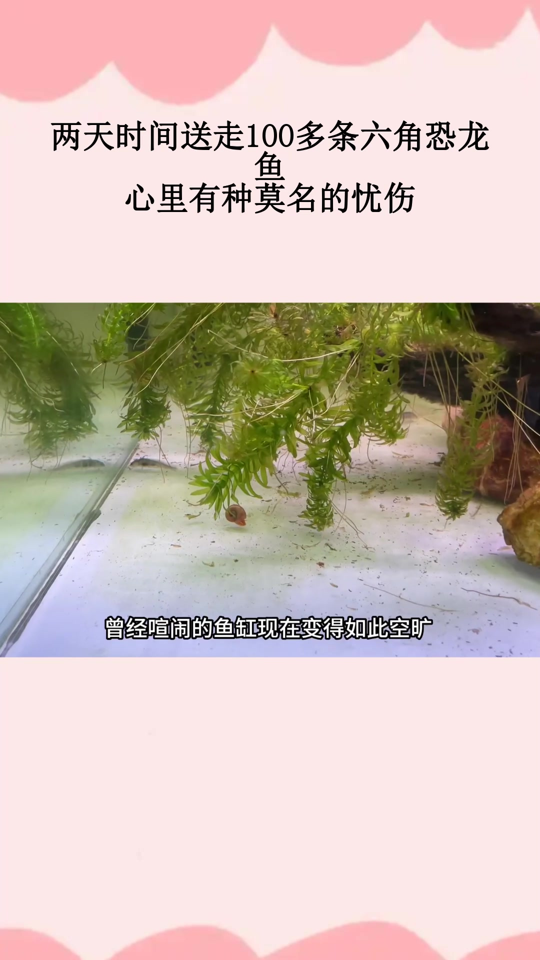 两天时间送走100多条六角恐龙鱼,心里有种莫名的忧伤