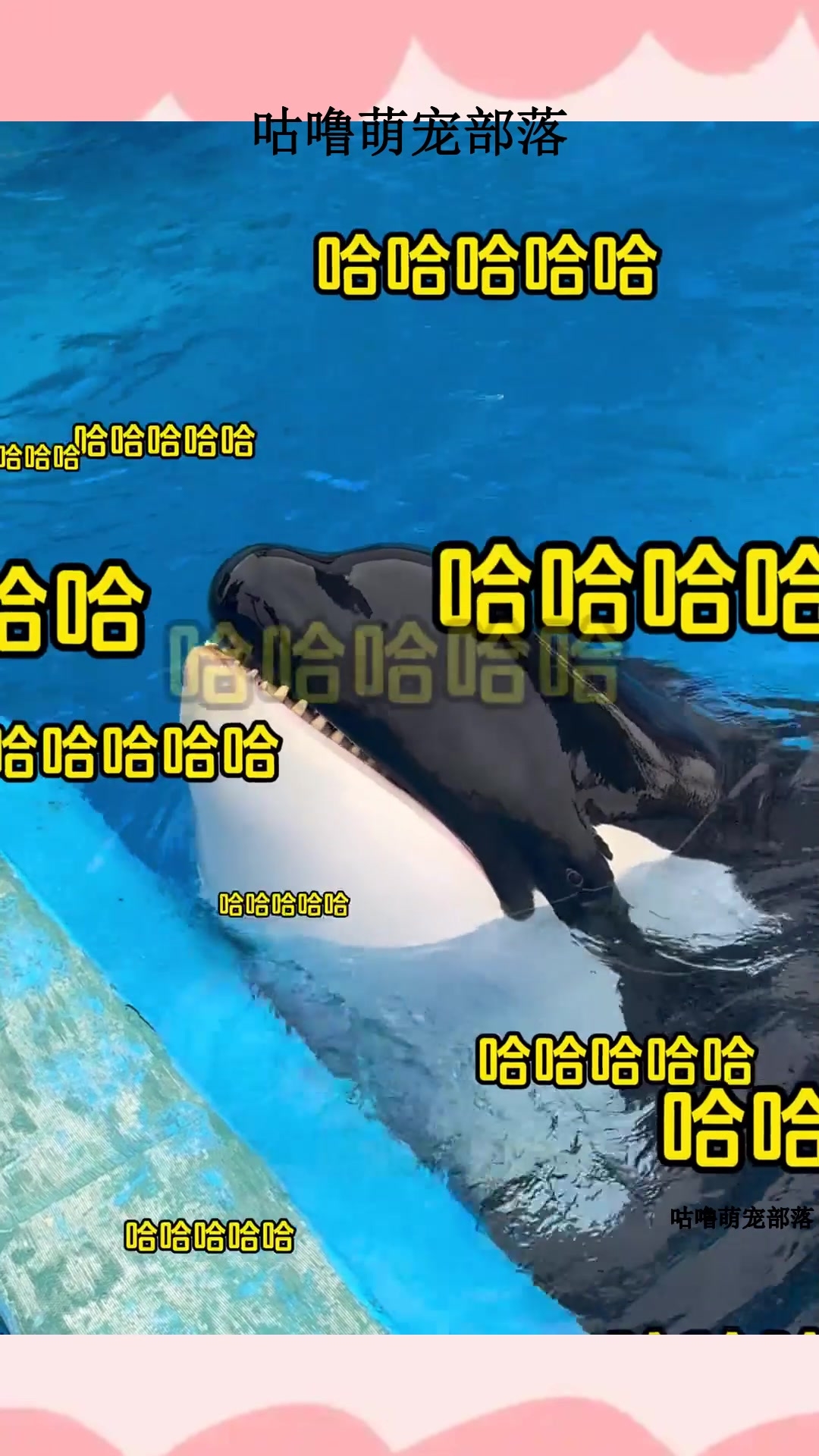 关于虎鲸长牙齿有什么用
