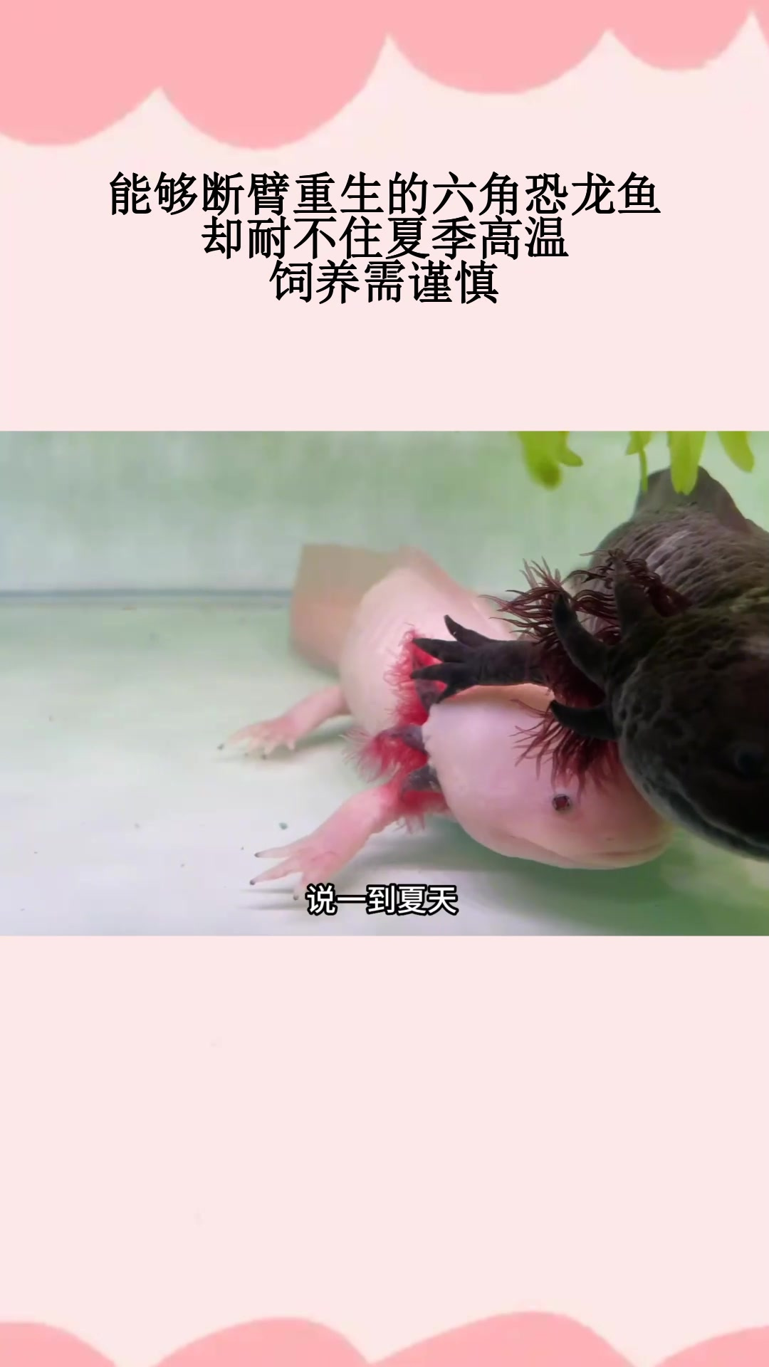 能够断臂重生的六角恐龙鱼,却耐不住夏季高温,饲养需谨慎