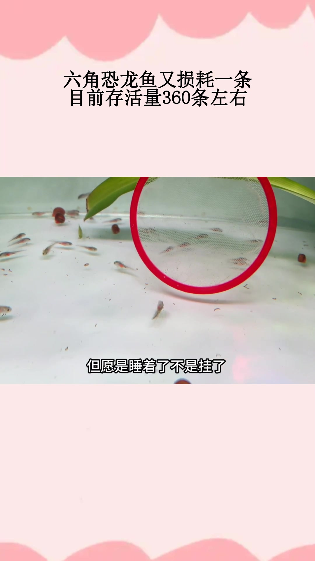 六角恐龙鱼又损耗一条,目前存活量360条左右