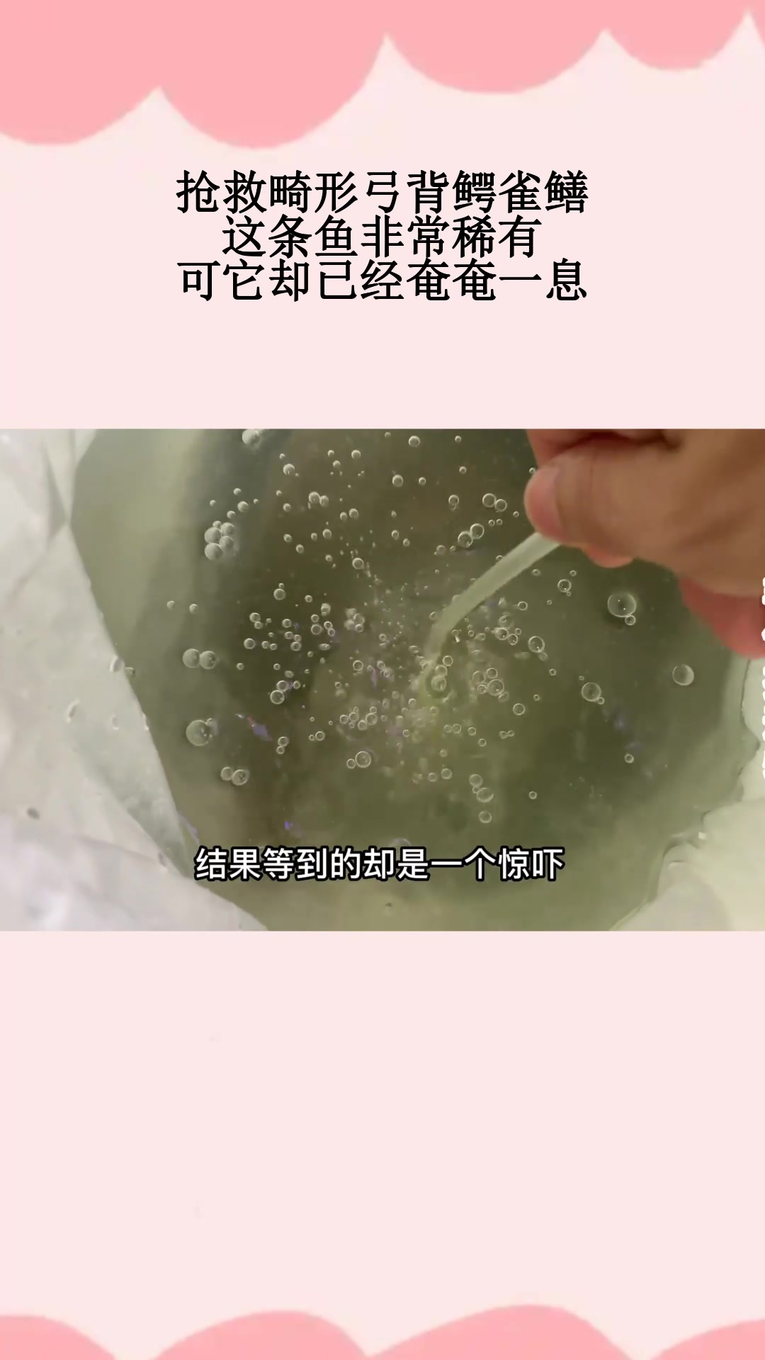 抢救畸形弓背鳄雀鳝,这条鱼非常稀有,可它却已经奄奄一息