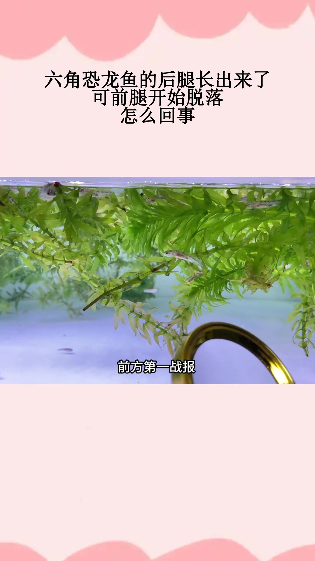 六角恐龙鱼的后腿长出来了,可前腿开始脱落,怎么回事