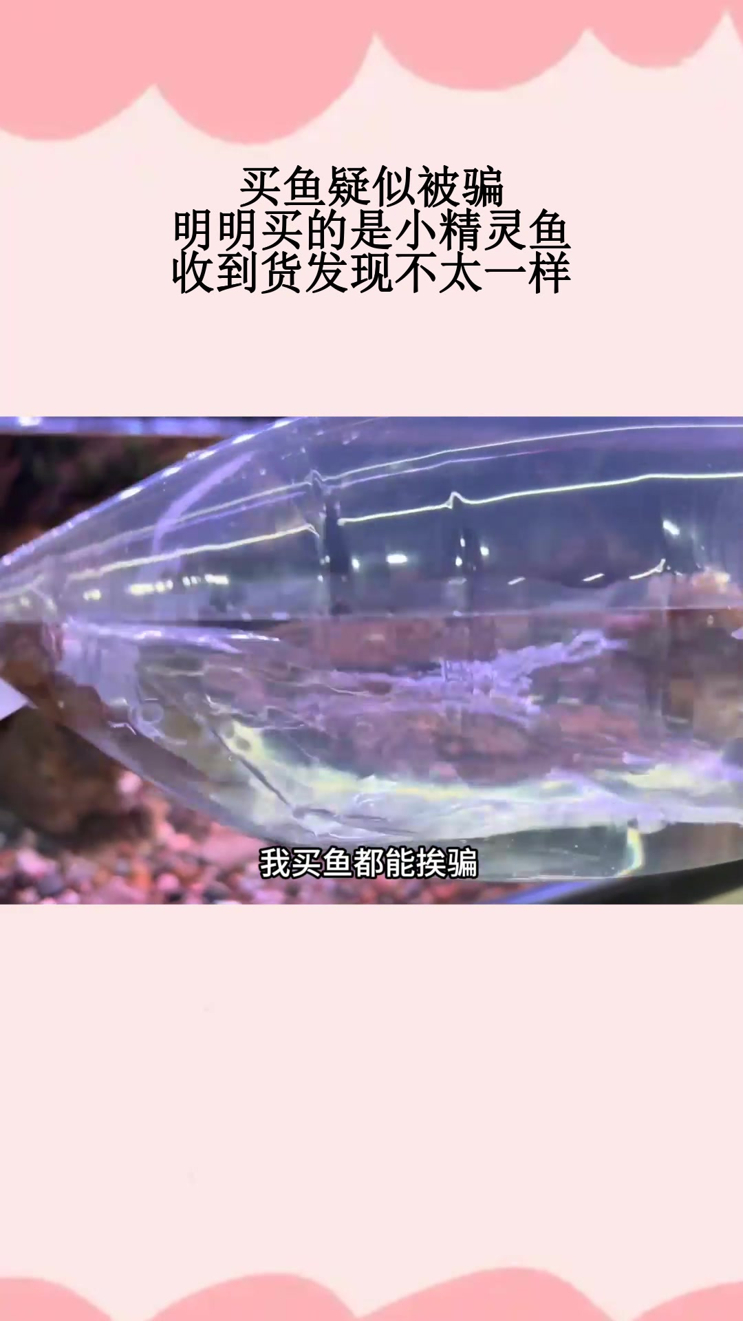 买鱼疑似被骗,明明买的是小精灵鱼,收到货发现不太一样